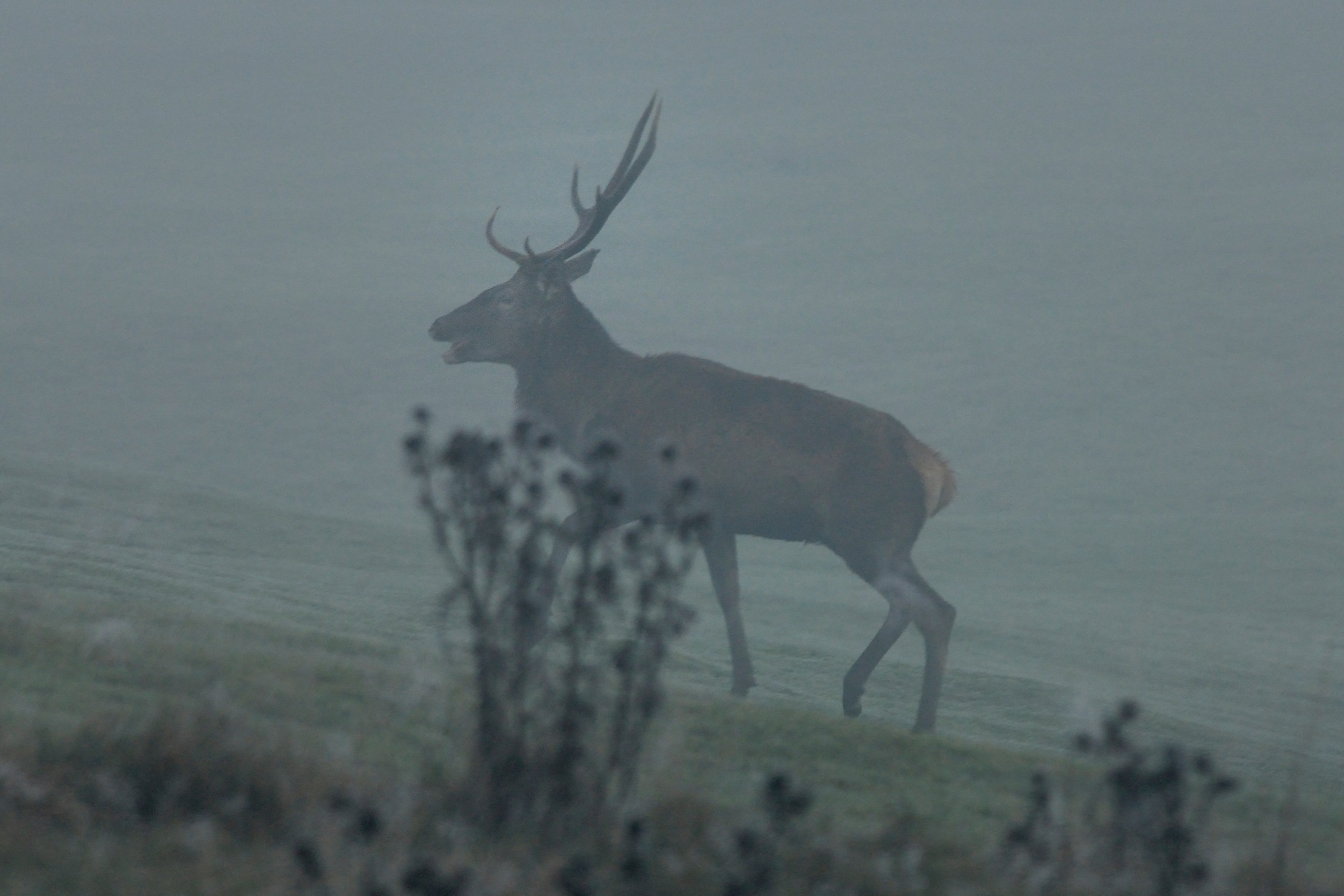 Bramito nella nebbia....