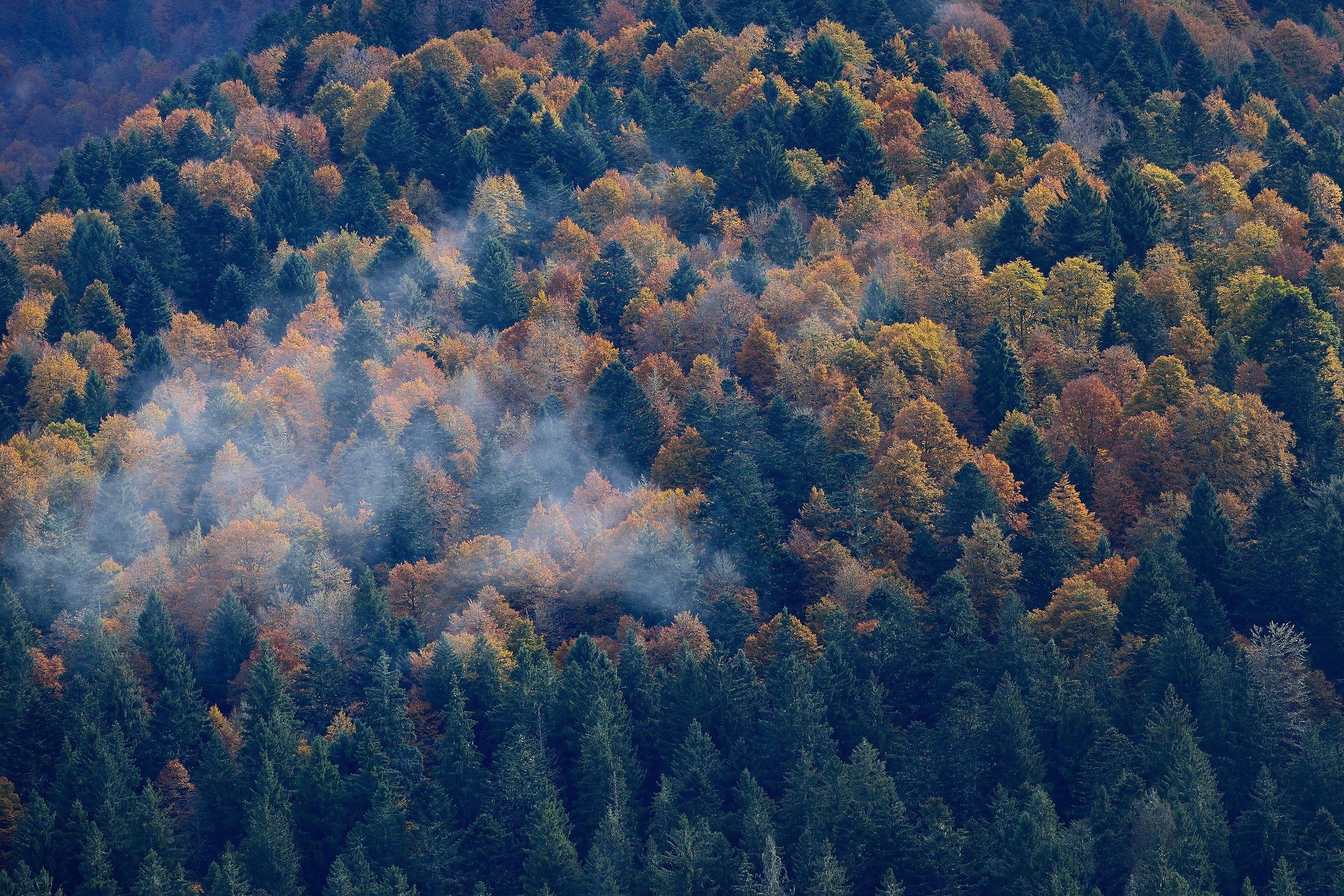 Un classico dell'autunno...