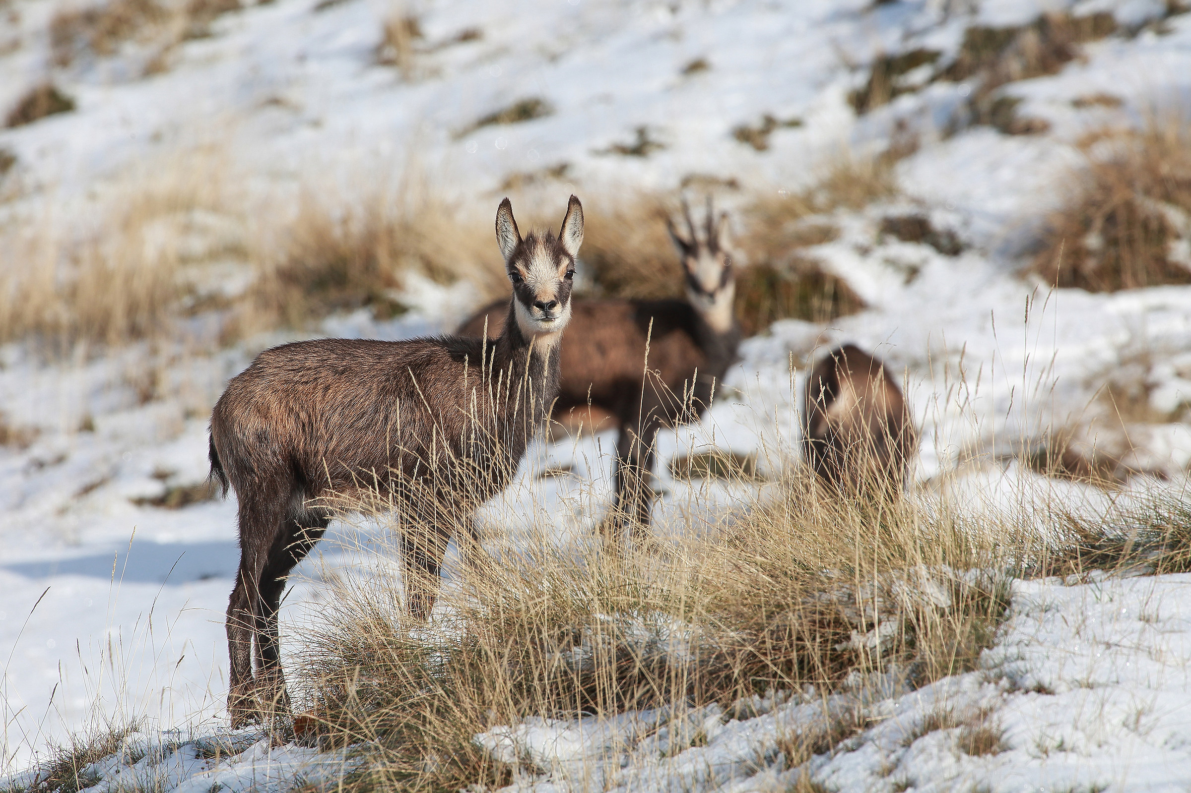 la prima neve in Lessinia