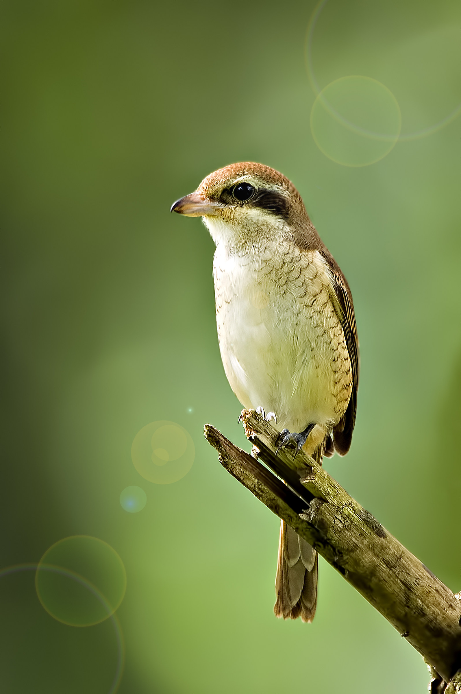 brown shrike