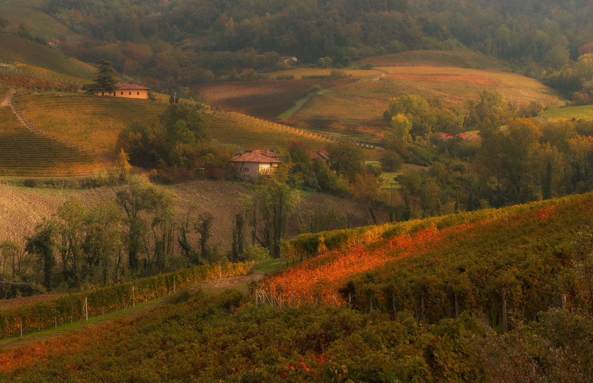 Path of Barolo