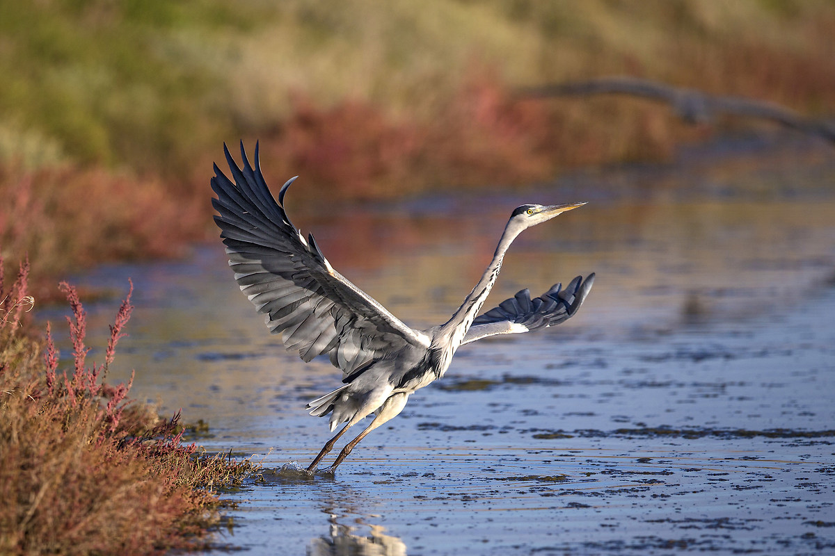 Takeoff in marsh at sunset