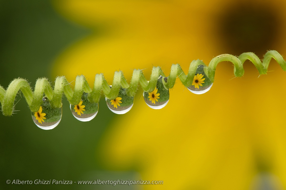 Rugiada su rampicante