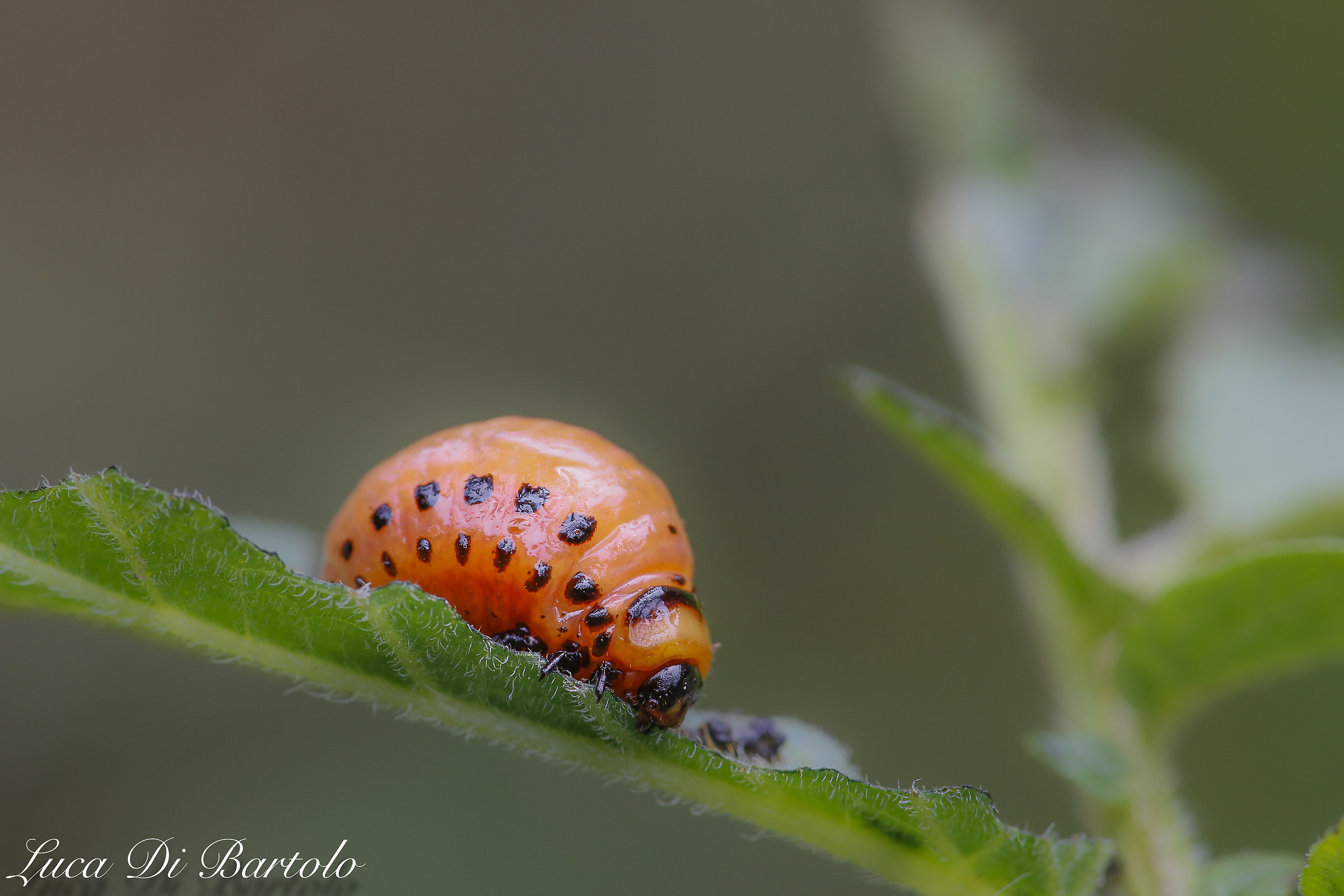 Larva of Colorado Potato Beetle 1