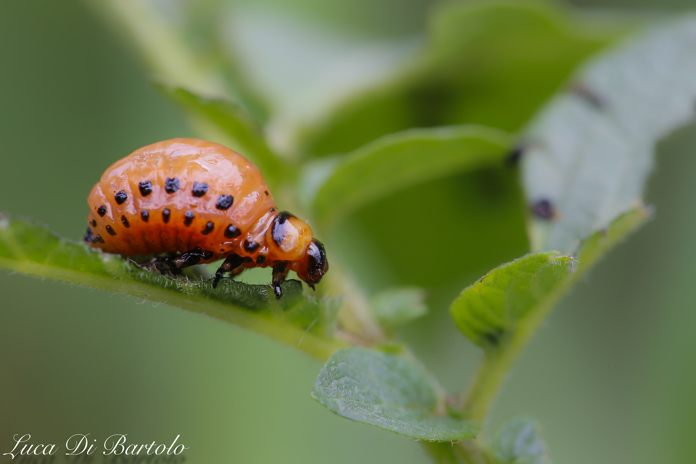 Larva of Colorado Potato Beetle 2