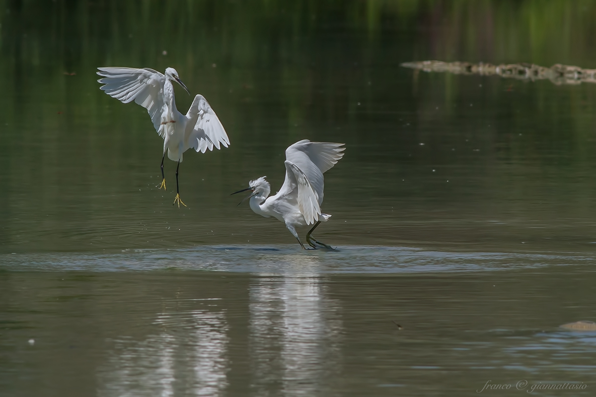 Battle between Gazette.