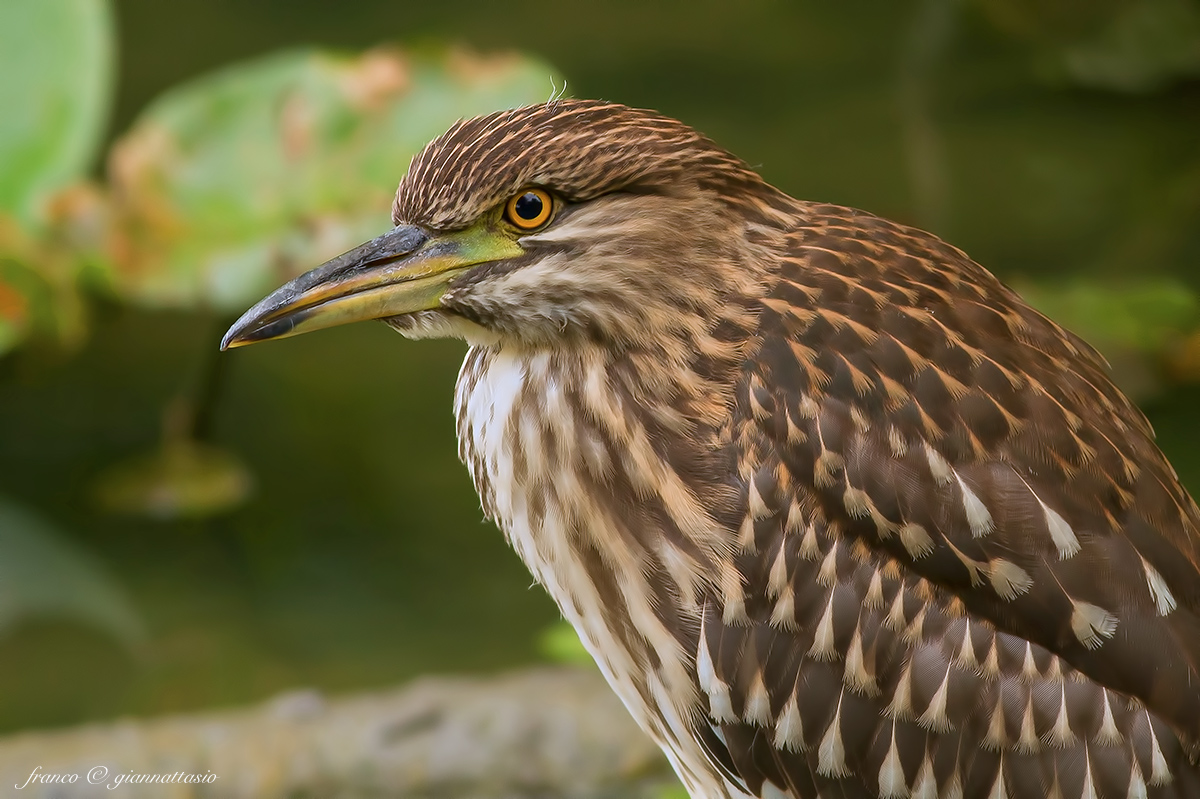 Portraits of Night Heron. (Juve)