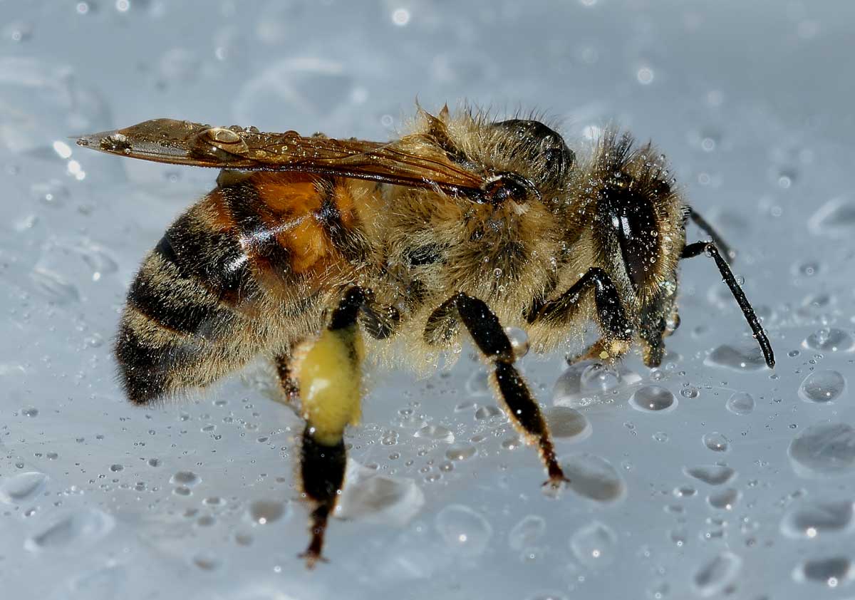 Apis mellifera