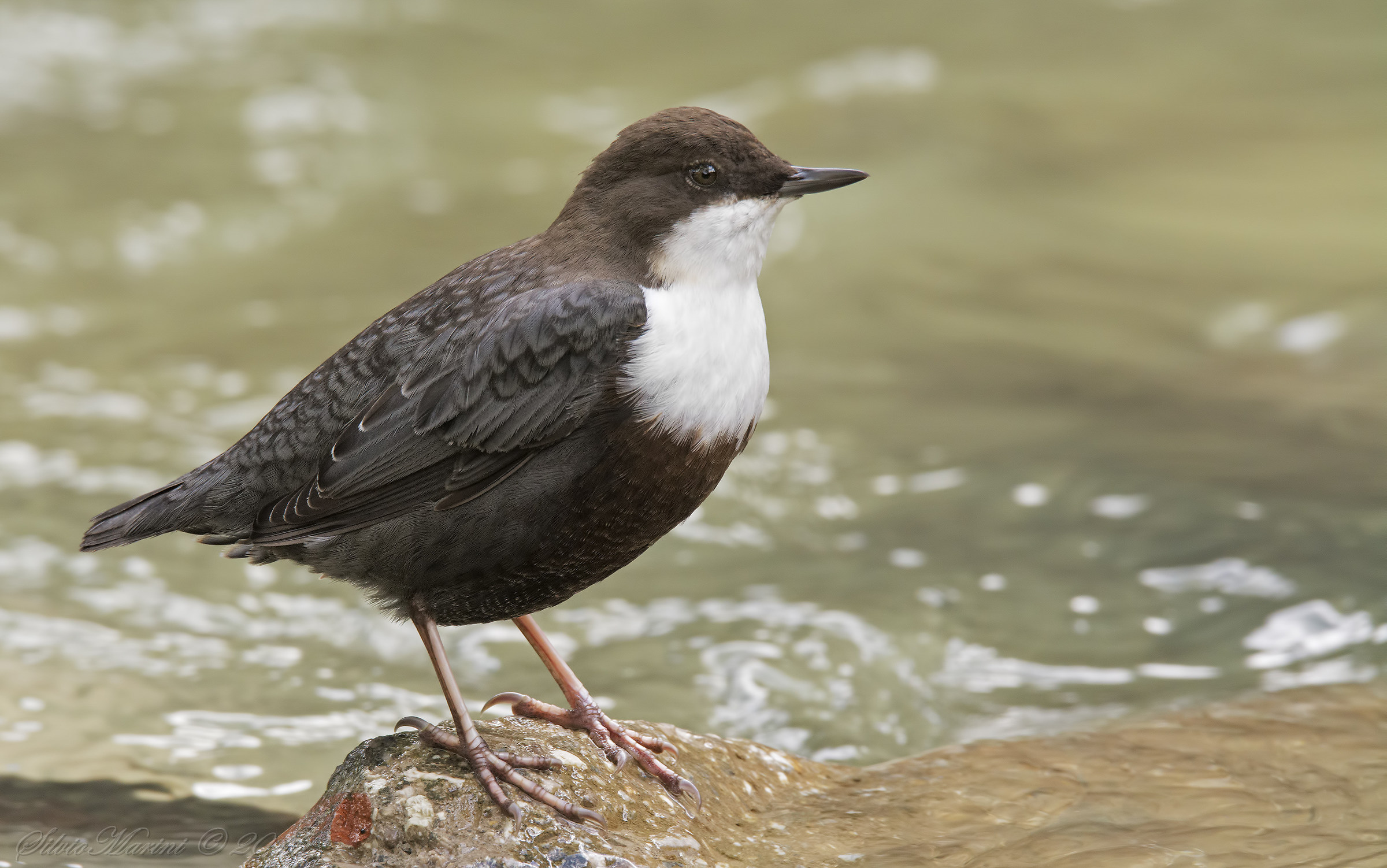 Dipper (Cinclus cinclus)