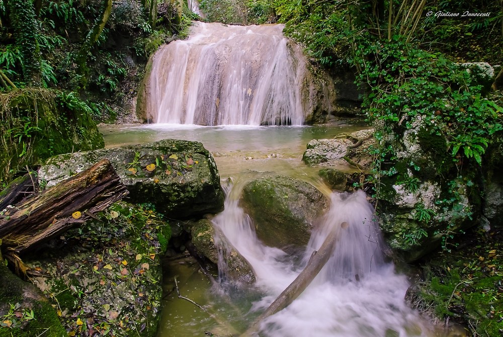 the noise in the woods