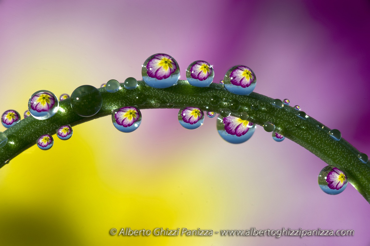 Primula riflessa in gocce di rugiada
