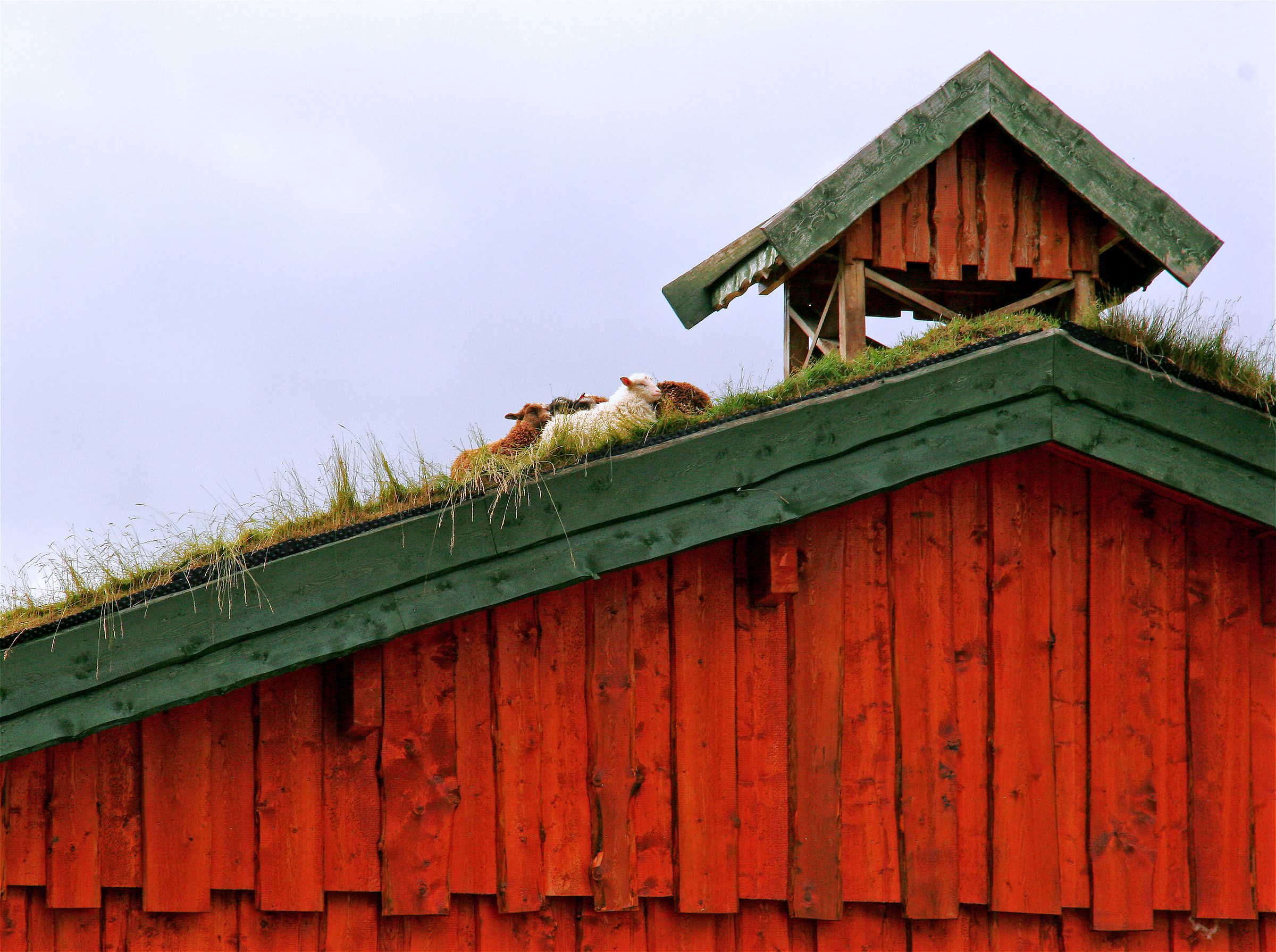 How to mow the grass on the roof