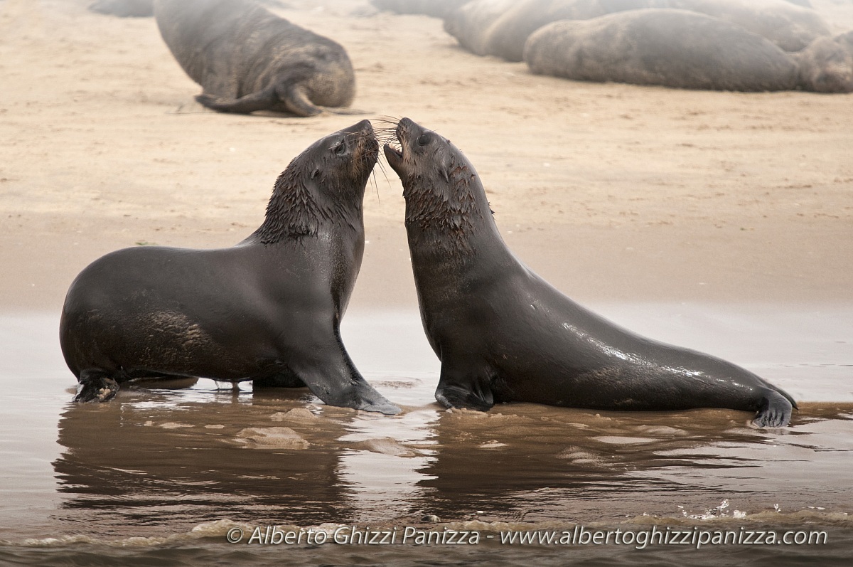 Lotta tra leoni marini