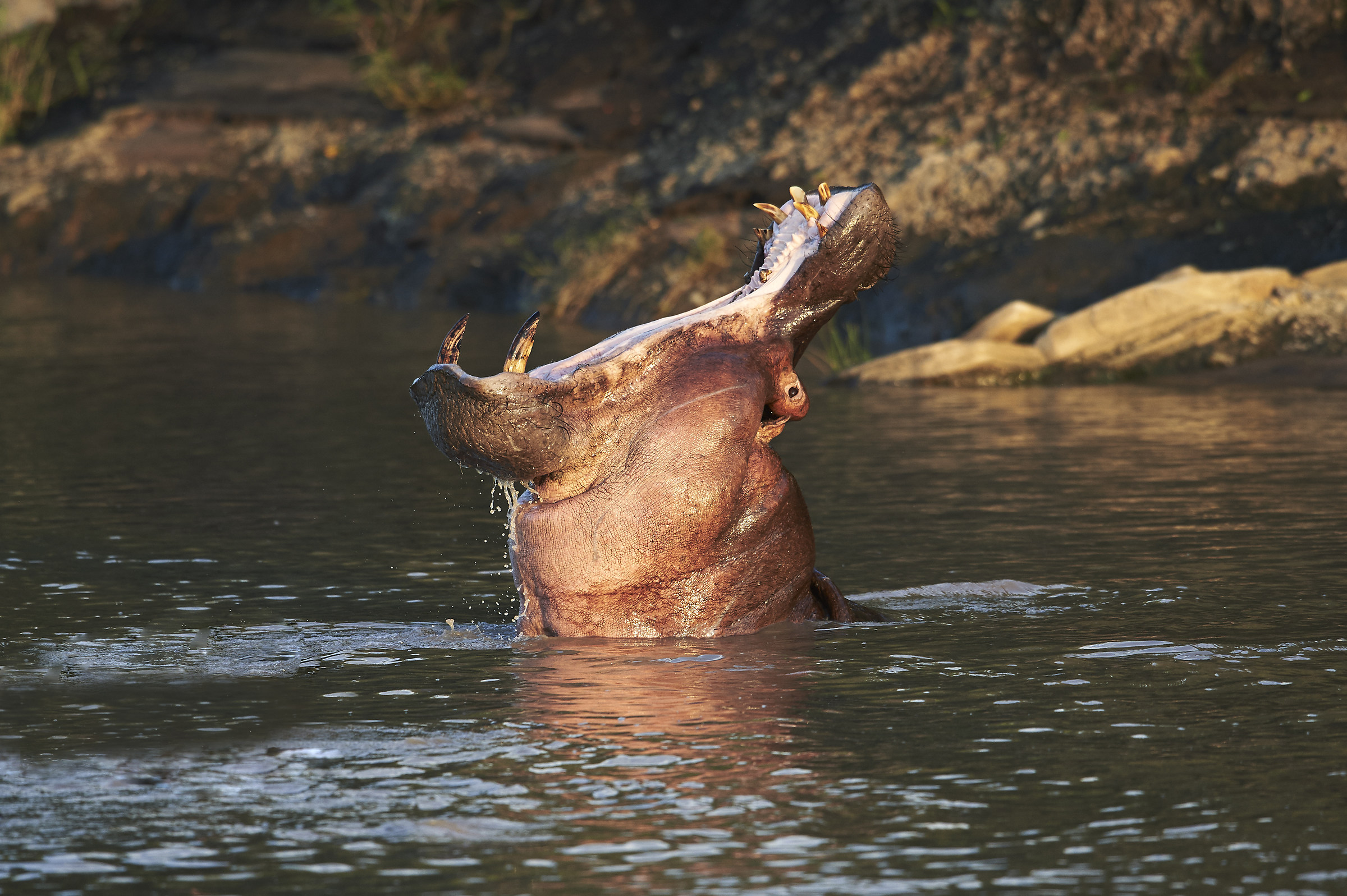 Hippopotamus