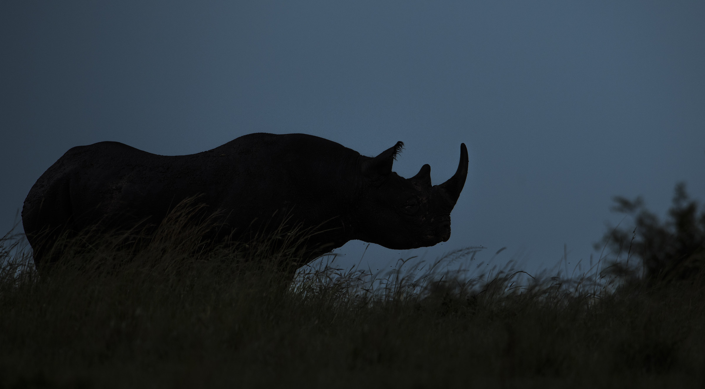 Black Rhinoceros