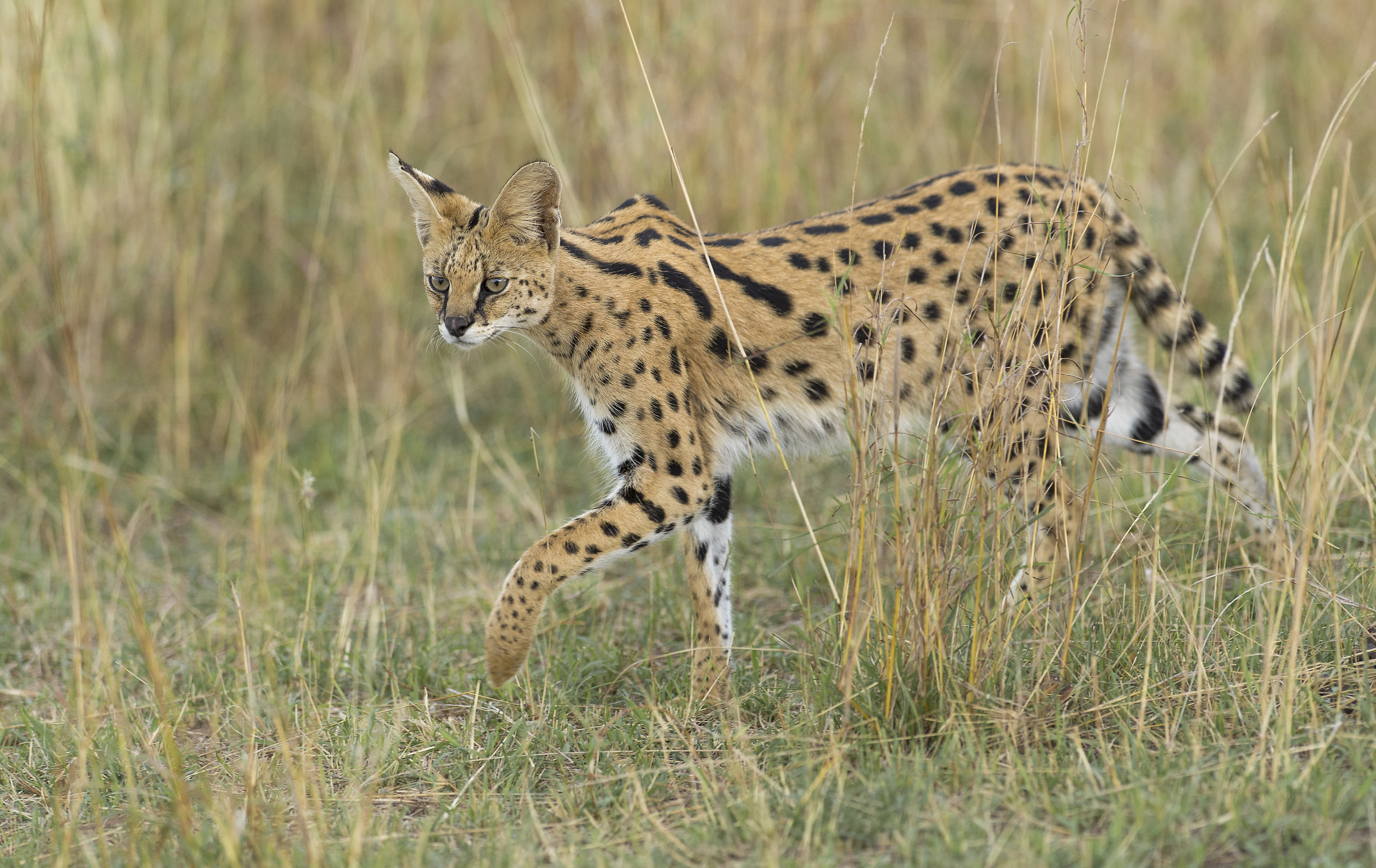 Serval