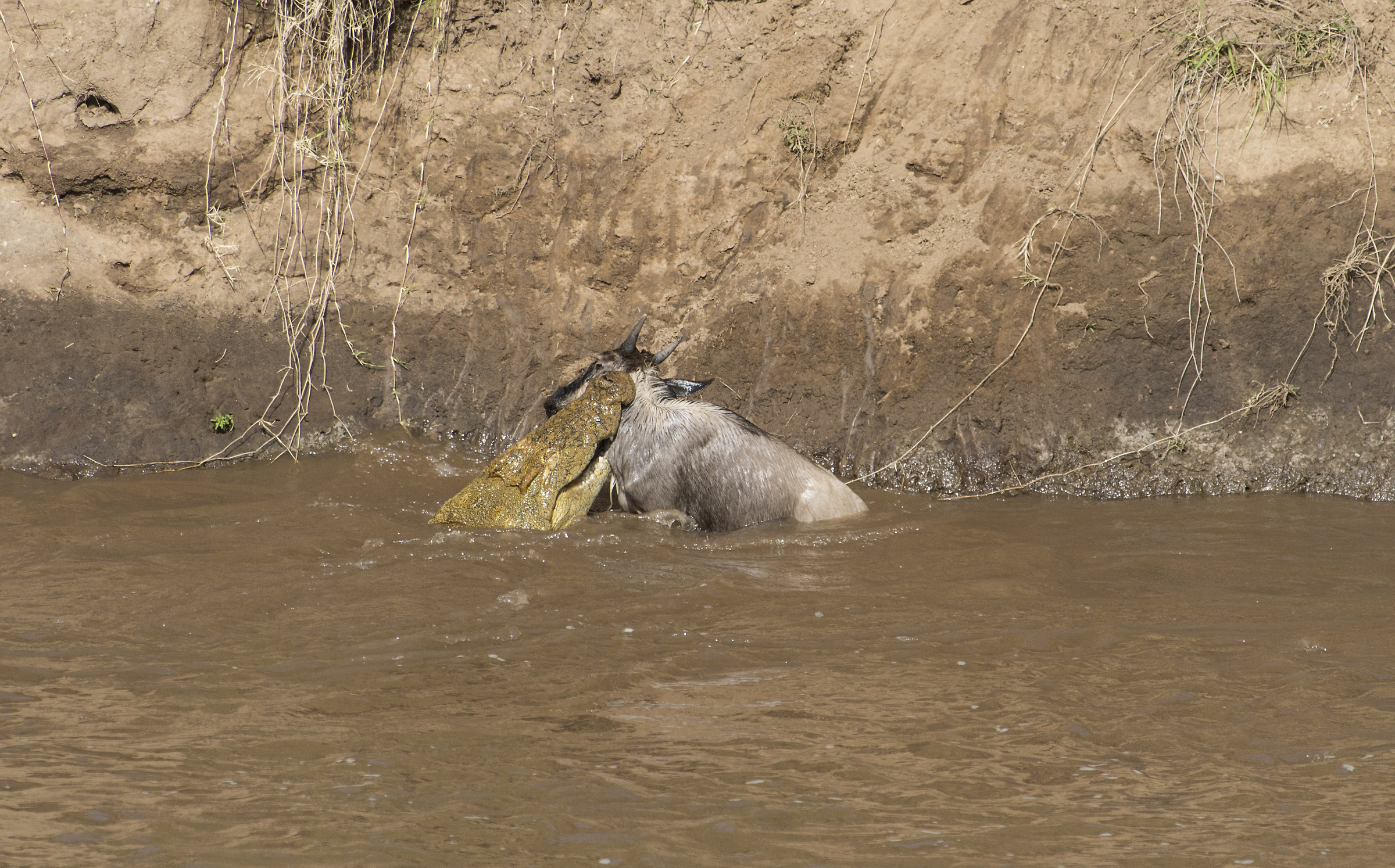 Mara River crocodile with wildebeest