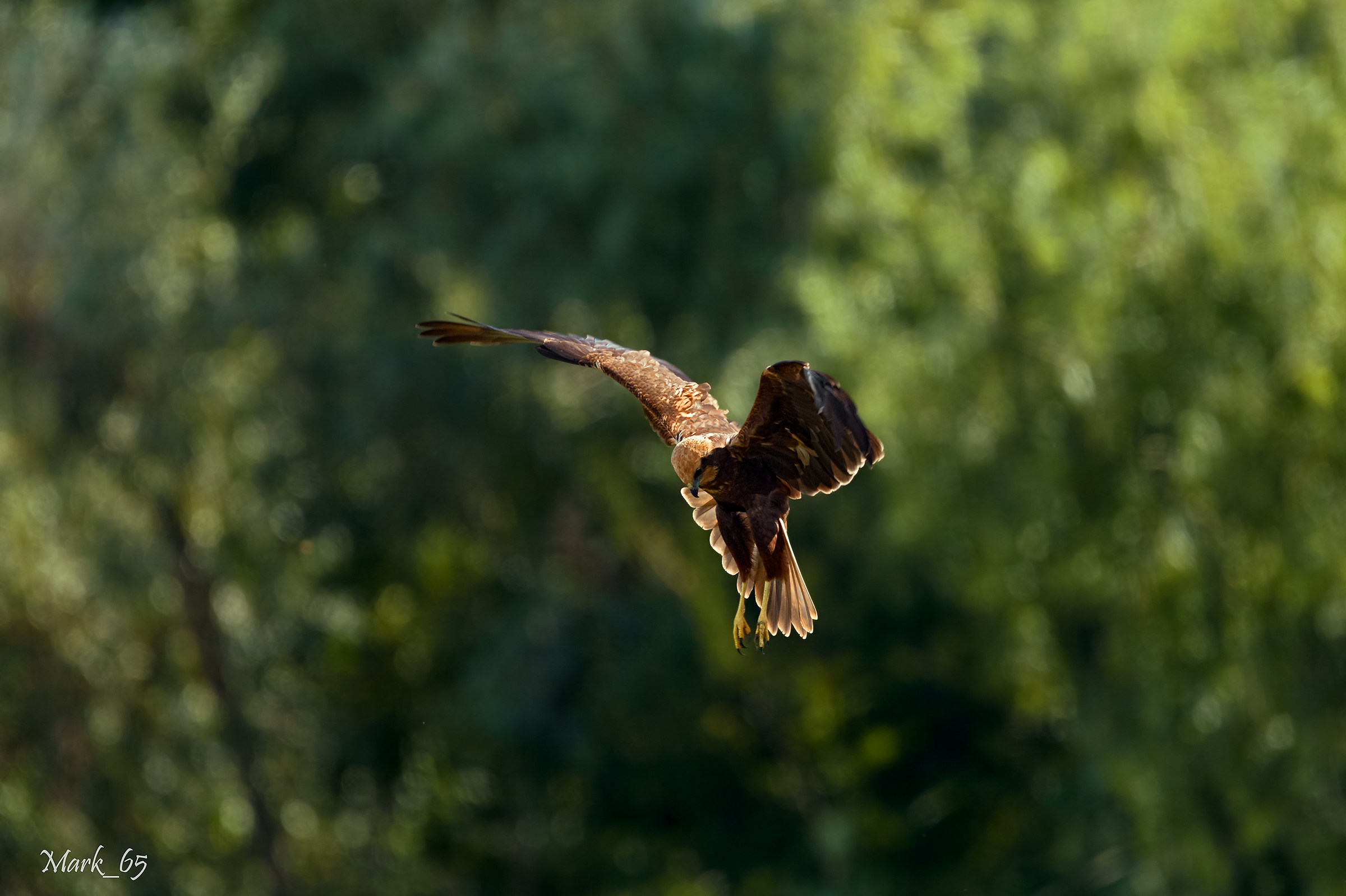 Marsh harrier