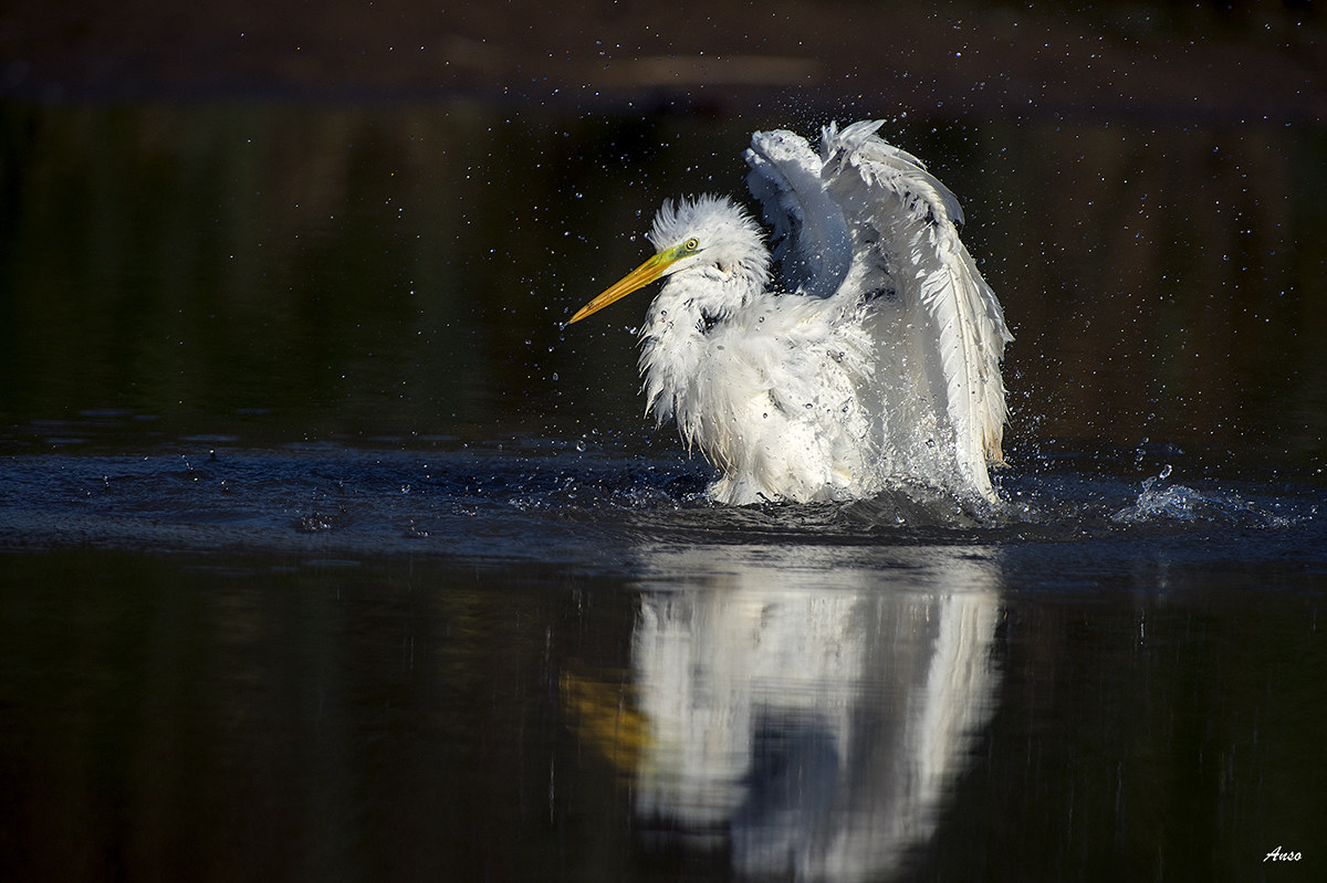 great white heron
