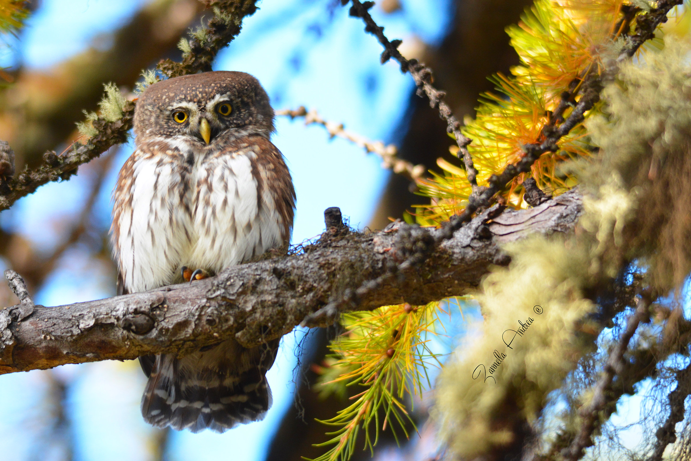 Civetta nana (incontro ravvicinato!)