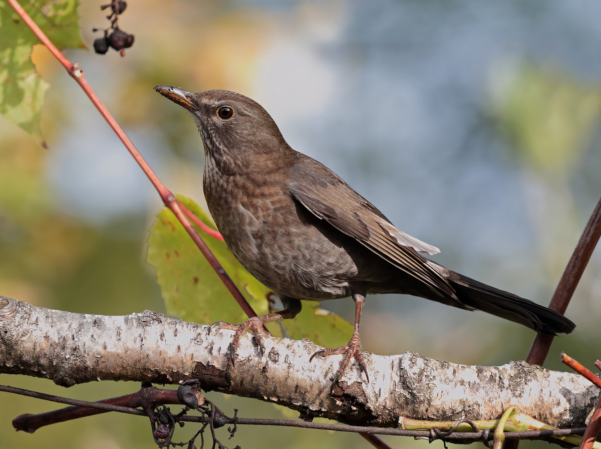 Female blackbird