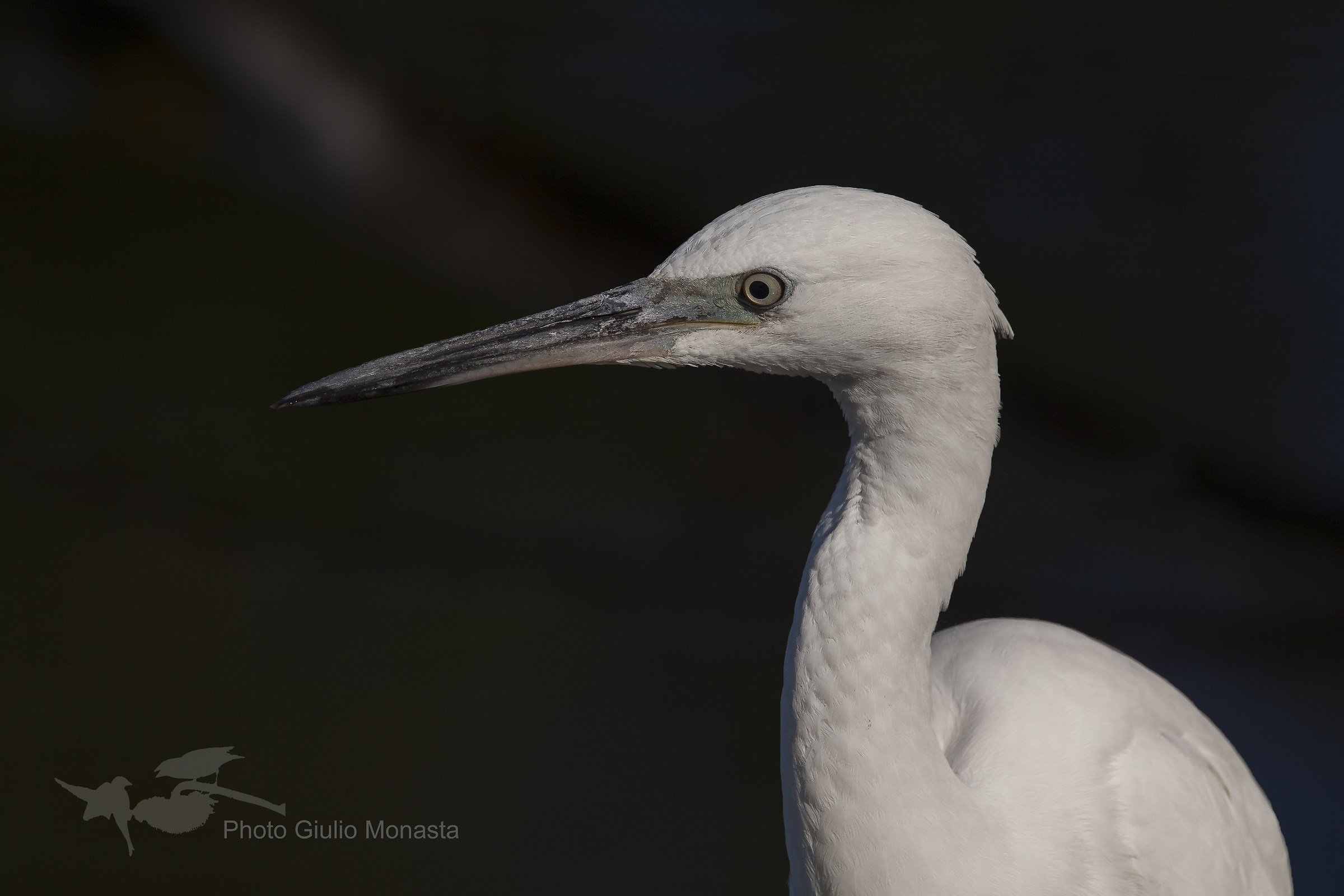Egret