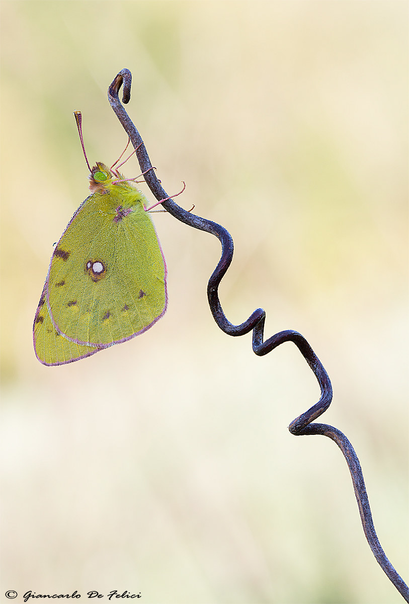 Colias crocea