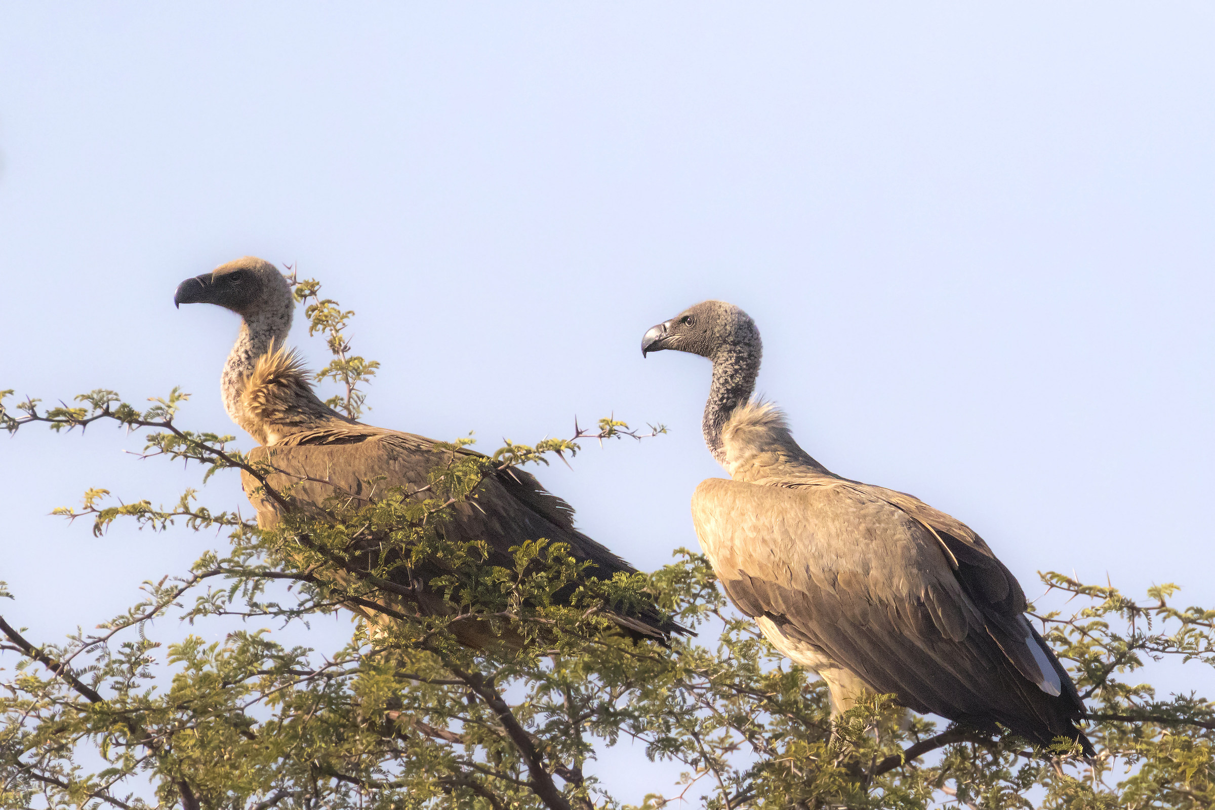 White-backed Vulture