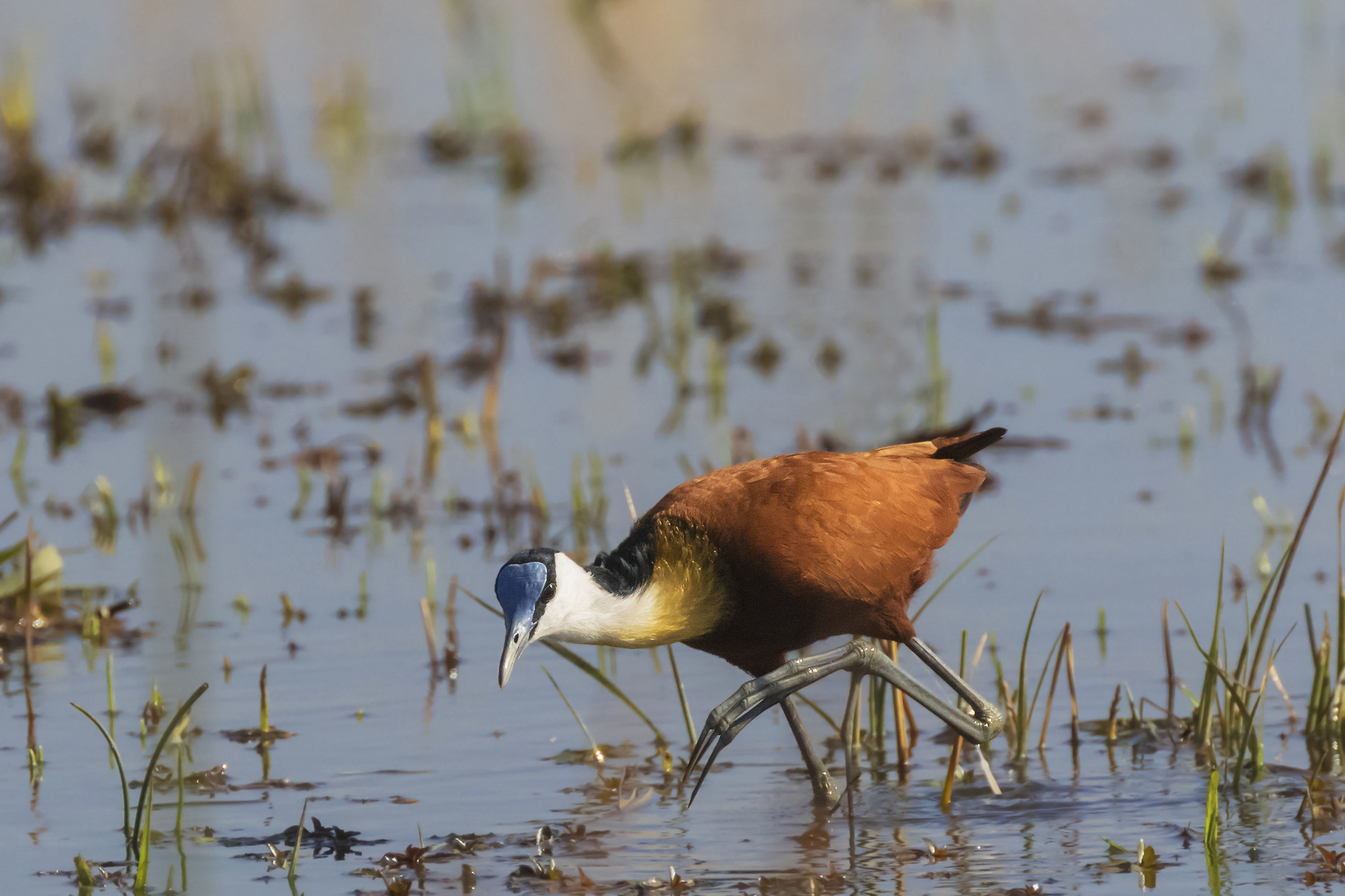 African Jacana
