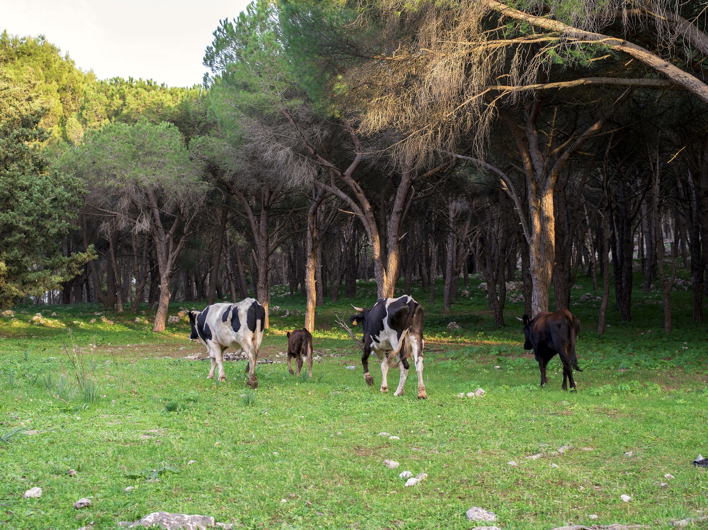 passeggiando su Monte Pellegrino