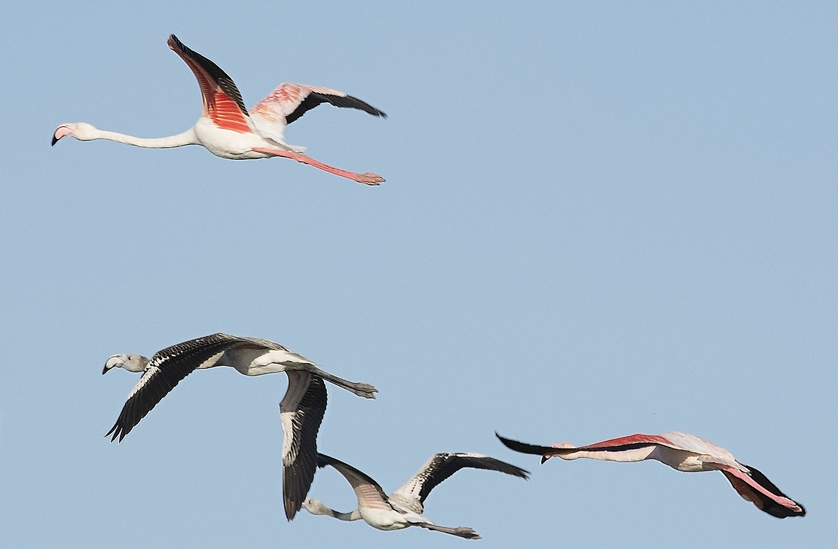 flying lessons. Two young men with two elderly