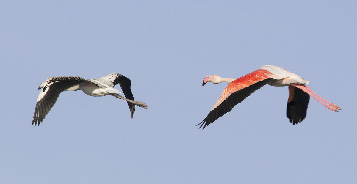 flying lesson - young with expert