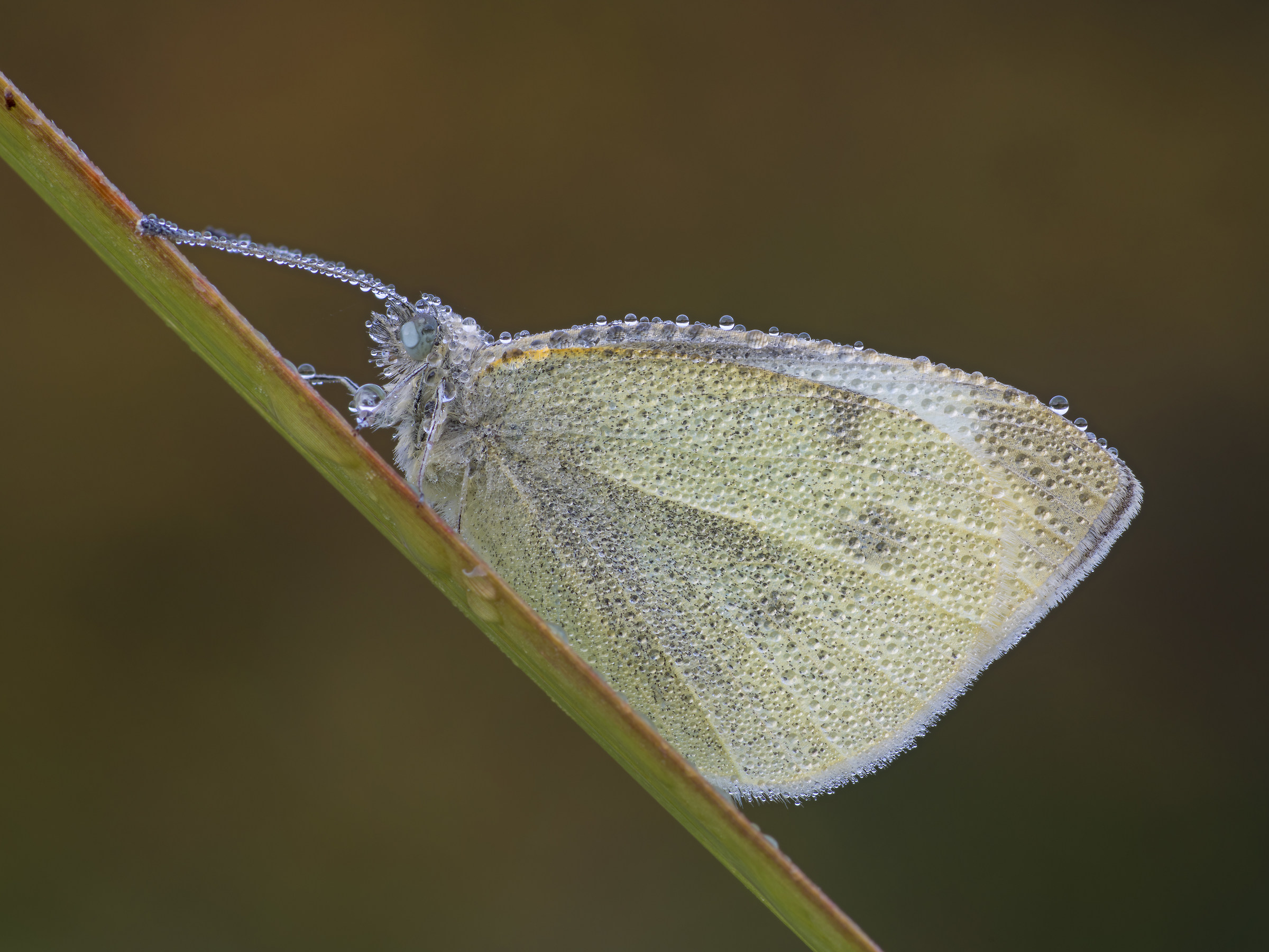 Pieris sp.