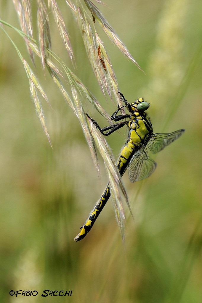 Gomphus vulgatissimus female
