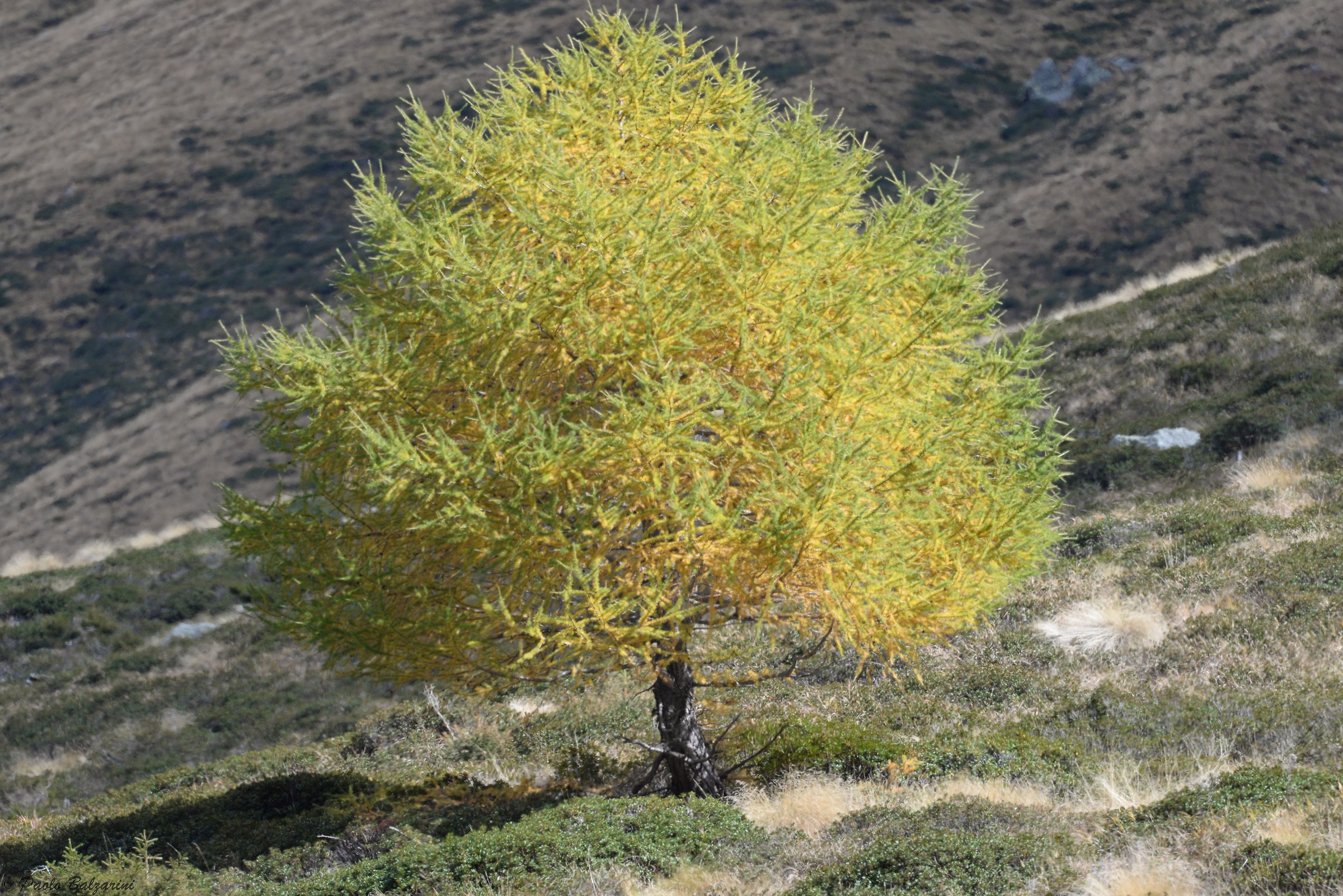 Val Grande autumn landscape