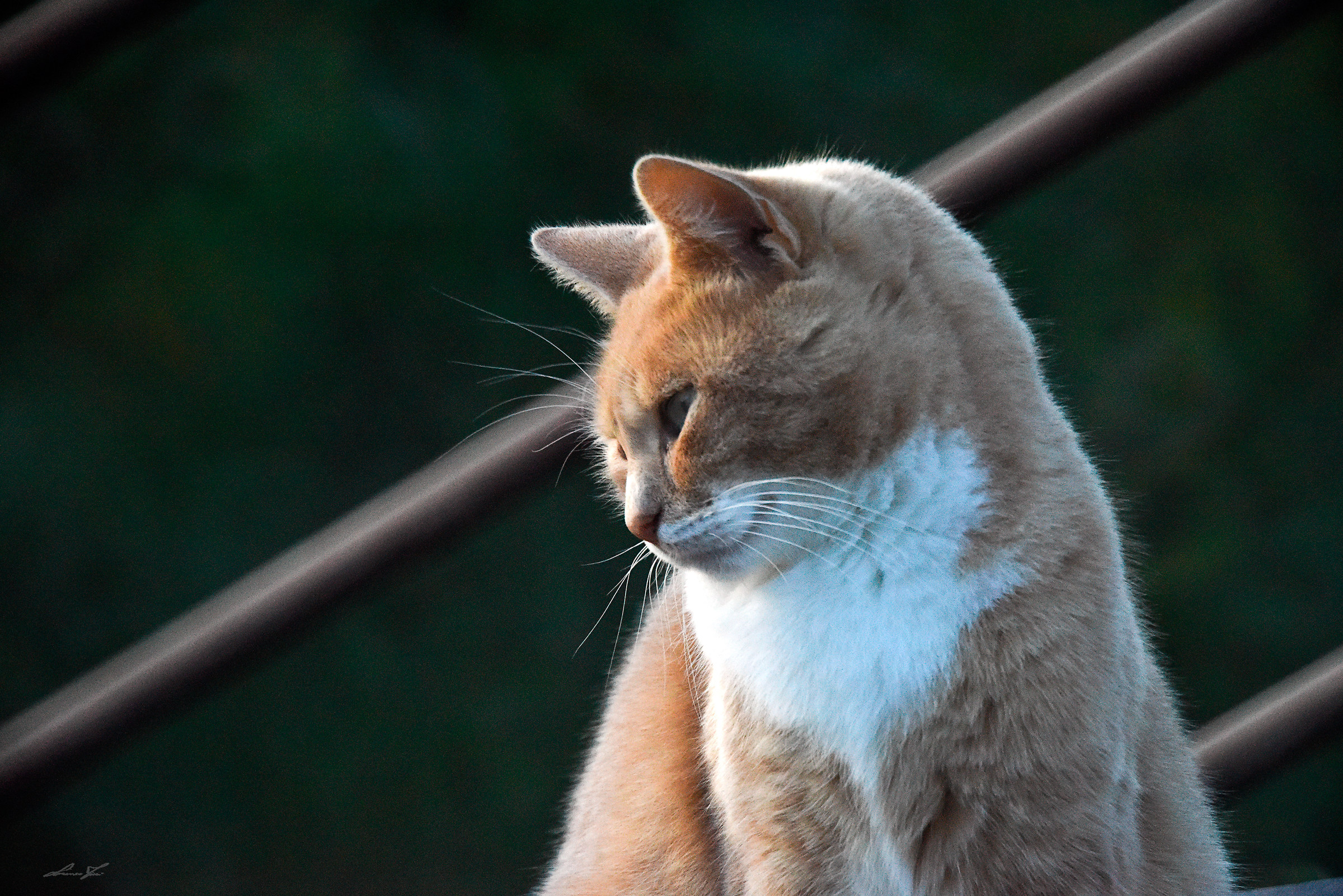 Catadiottrizzando un Gatto