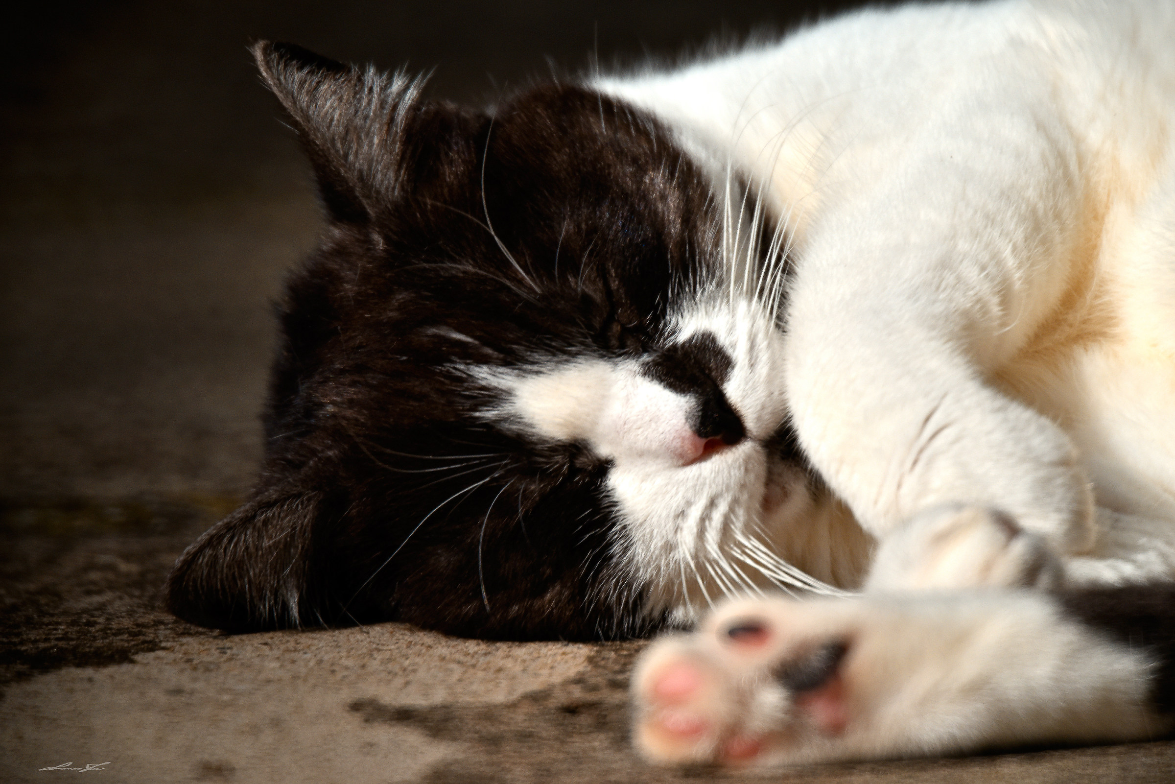 Chissà cosa sogna...il wiskas al salmone..
