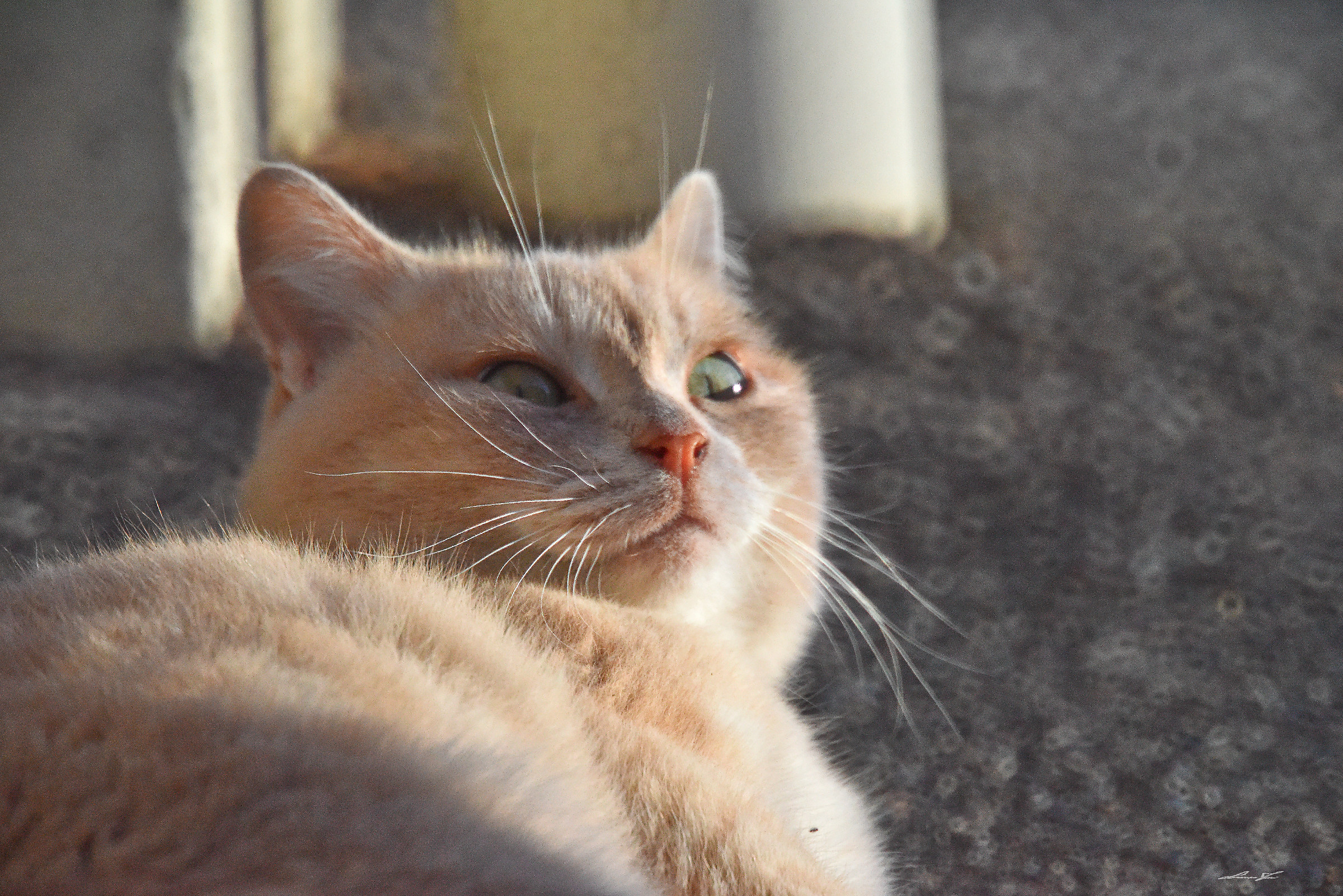 Ma mi lasci un'pò stare