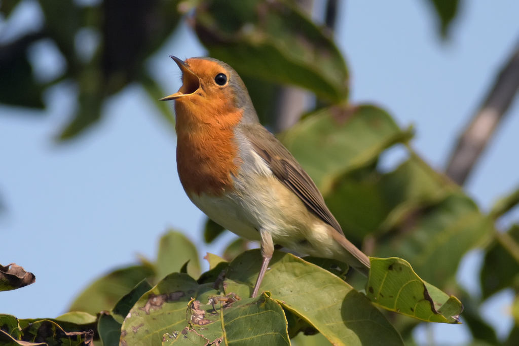 Pettirosso in canto territoriale