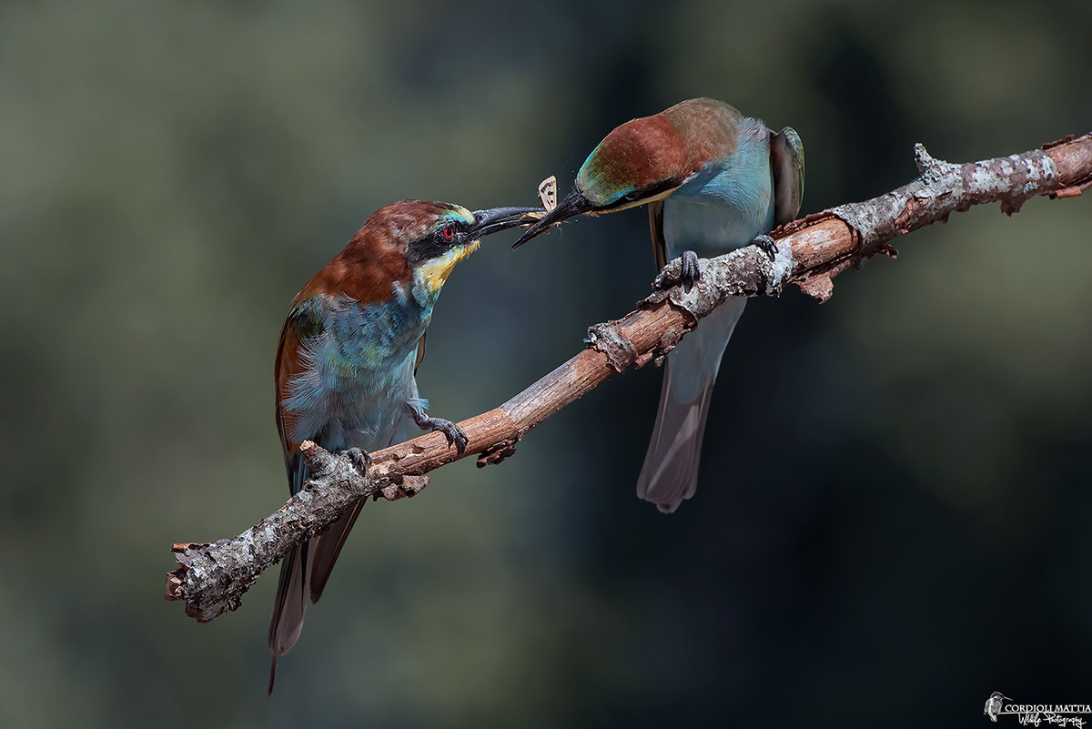 Una farfalla per il piccolo Gruccione...