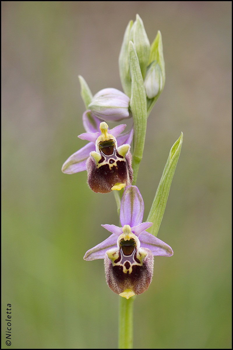 Ophrys Holosericea