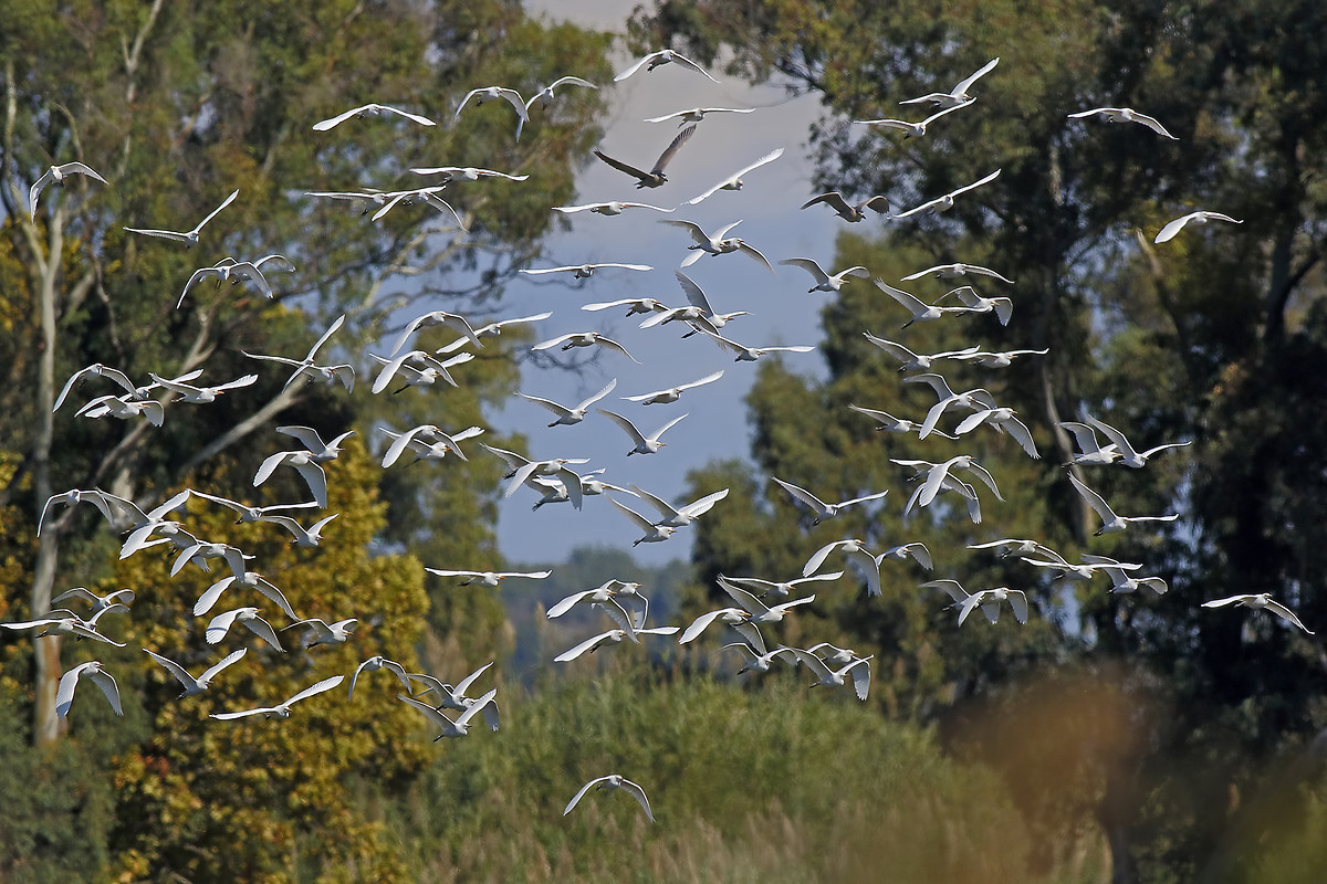 Cattle Egret