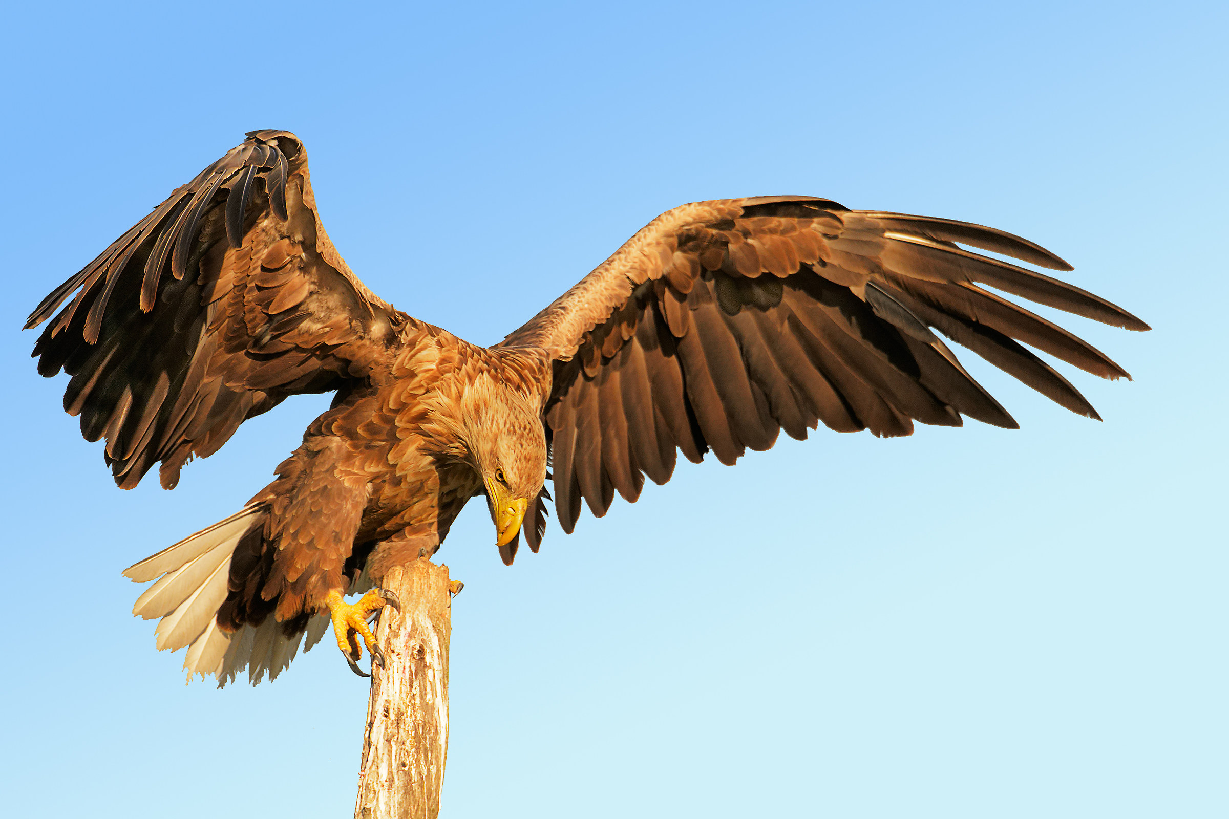 aquila di mare (Haliaetus Albicilla)