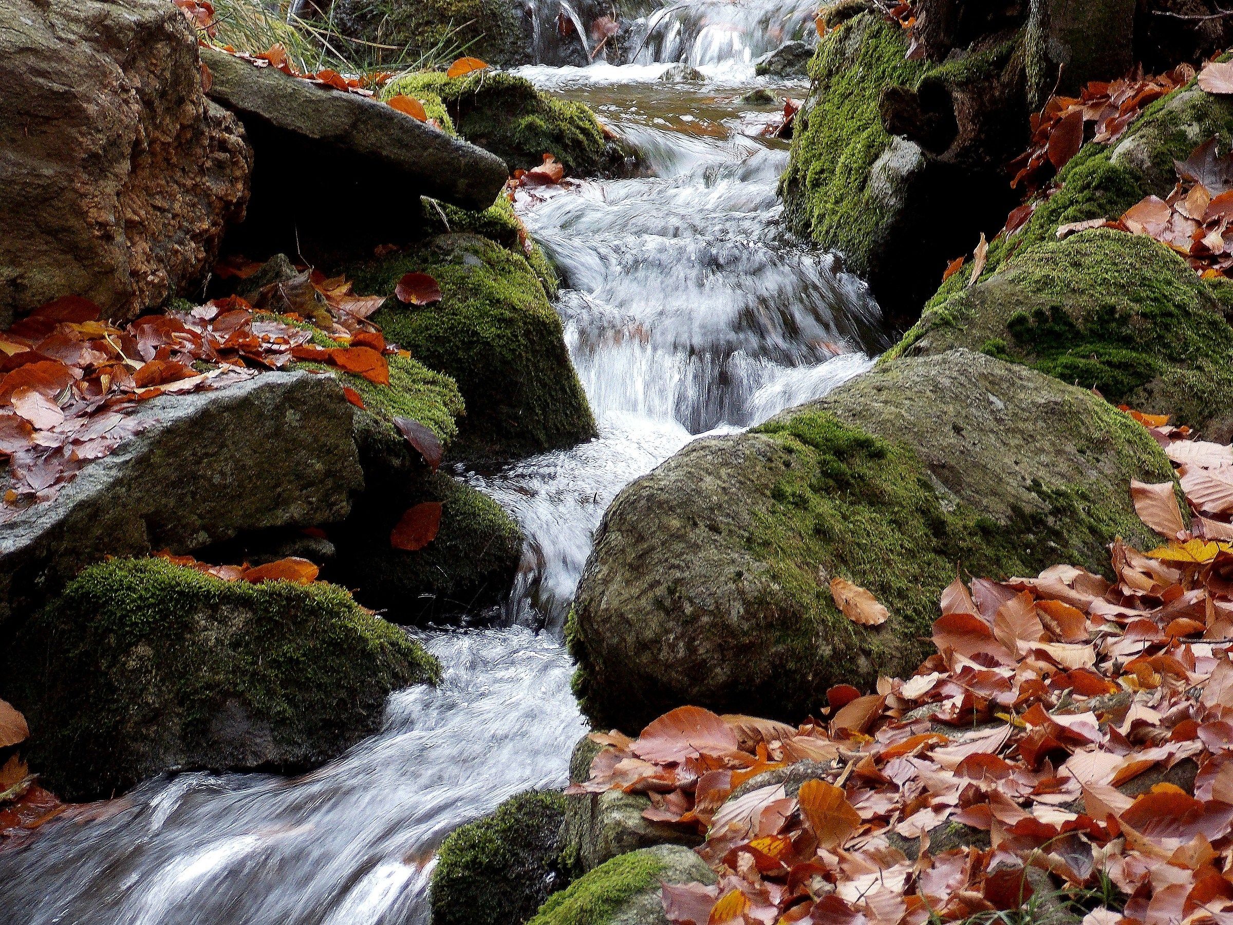 Ruscello tra i faggi