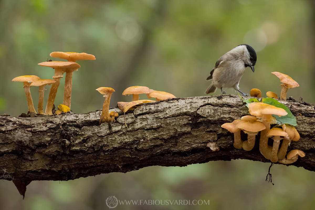 The forest comes alive