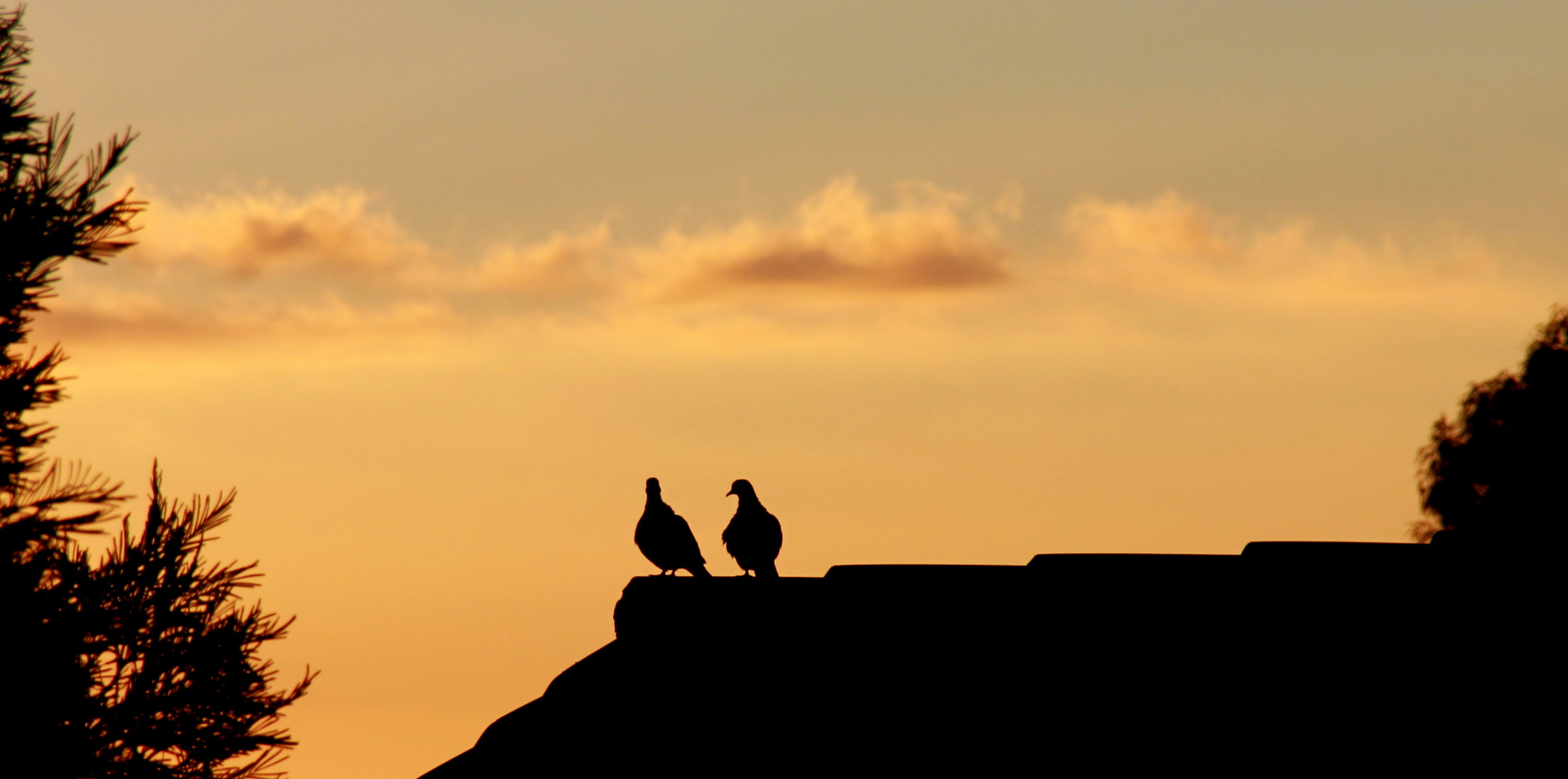Anche una coppia di tortore ammira l'alba