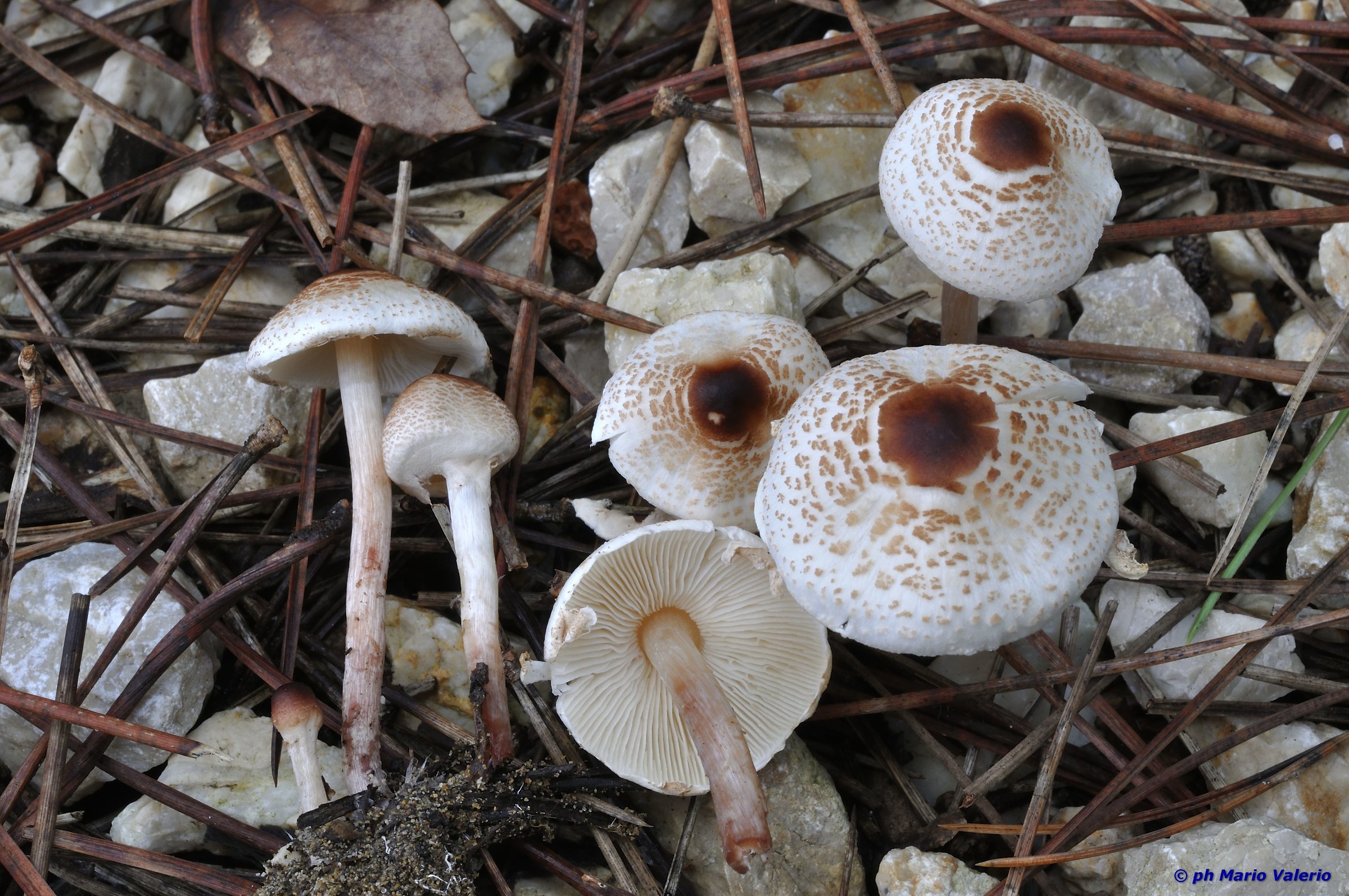 Lepiota cristata