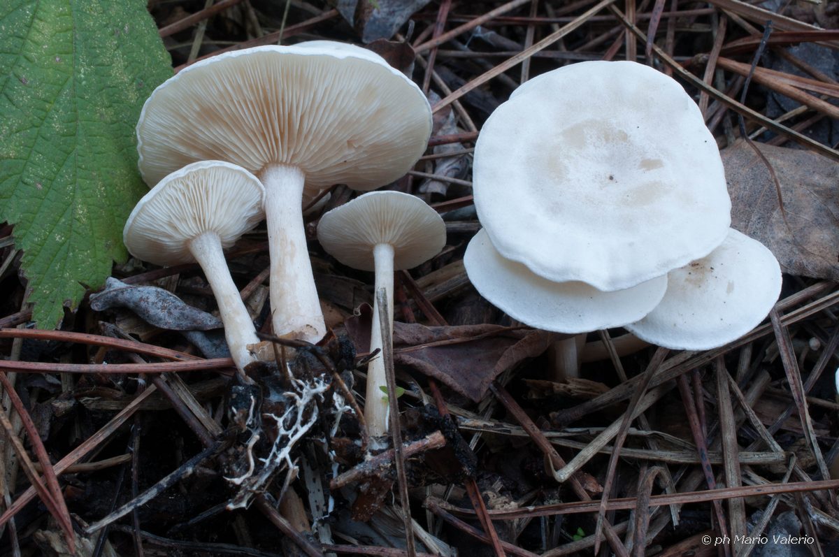 Clitocybe dealbata