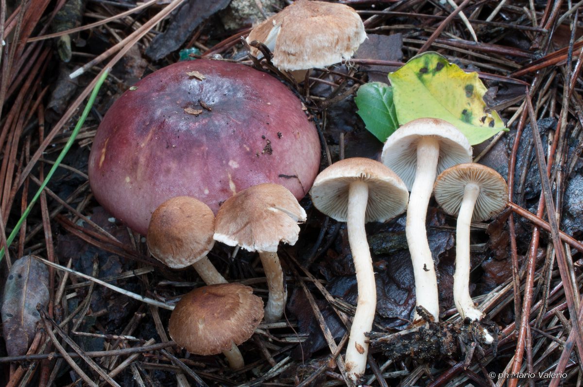 Russula and Inocybe