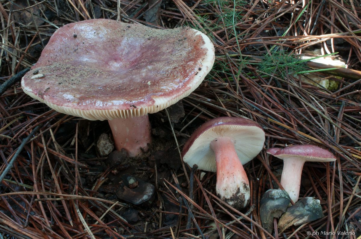 Russula torulosa